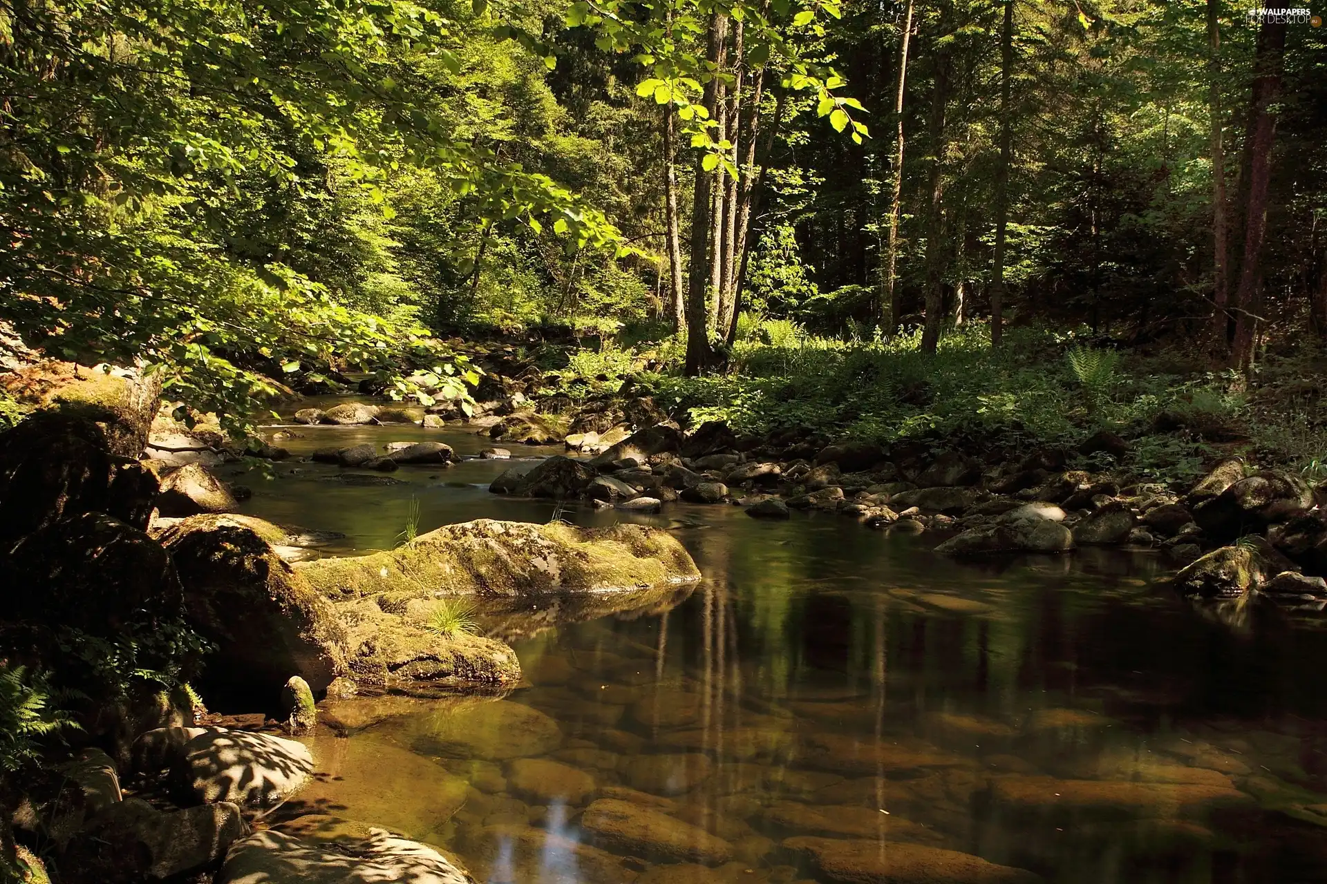 Stones, forest, River