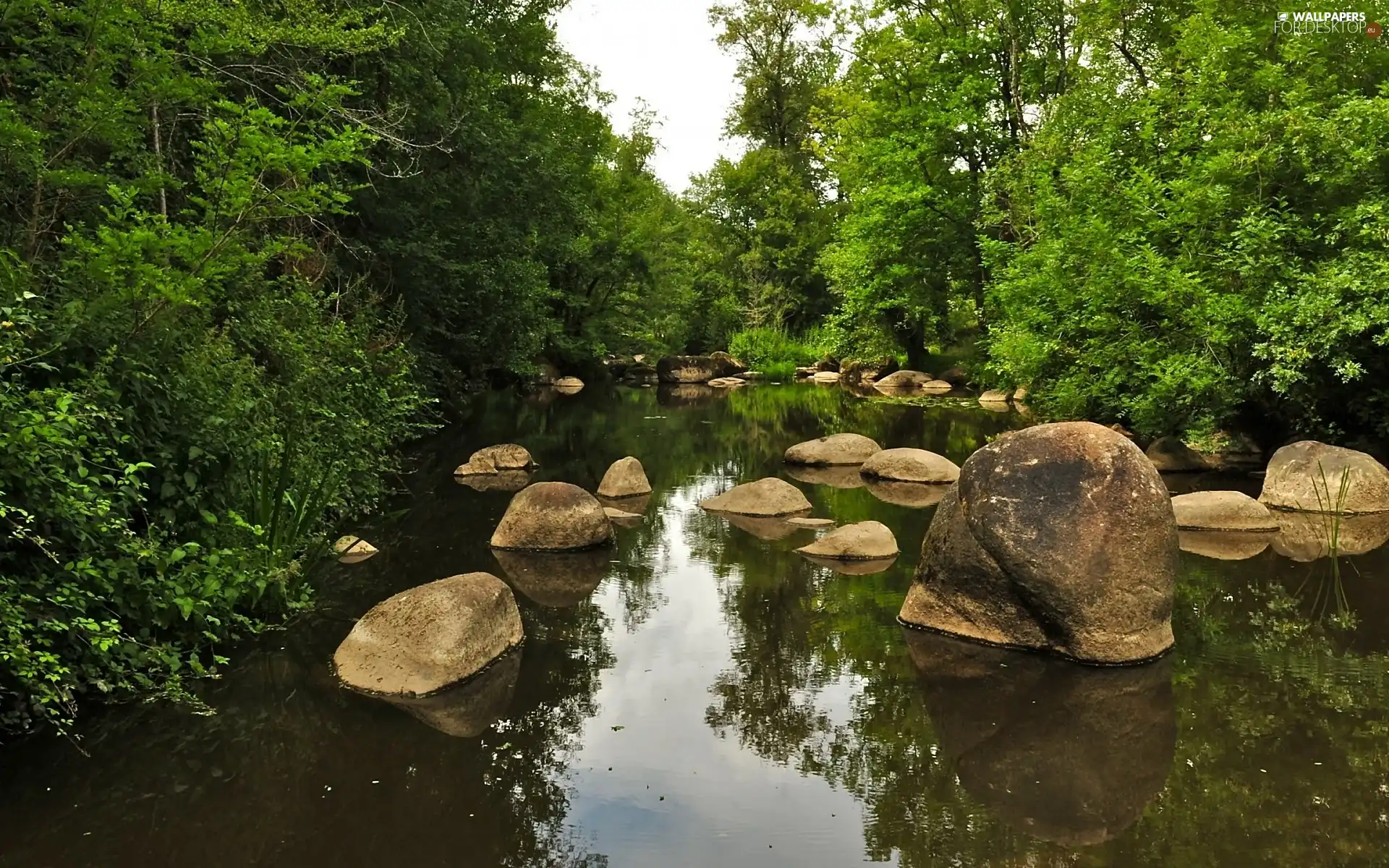 Stones, forest, River