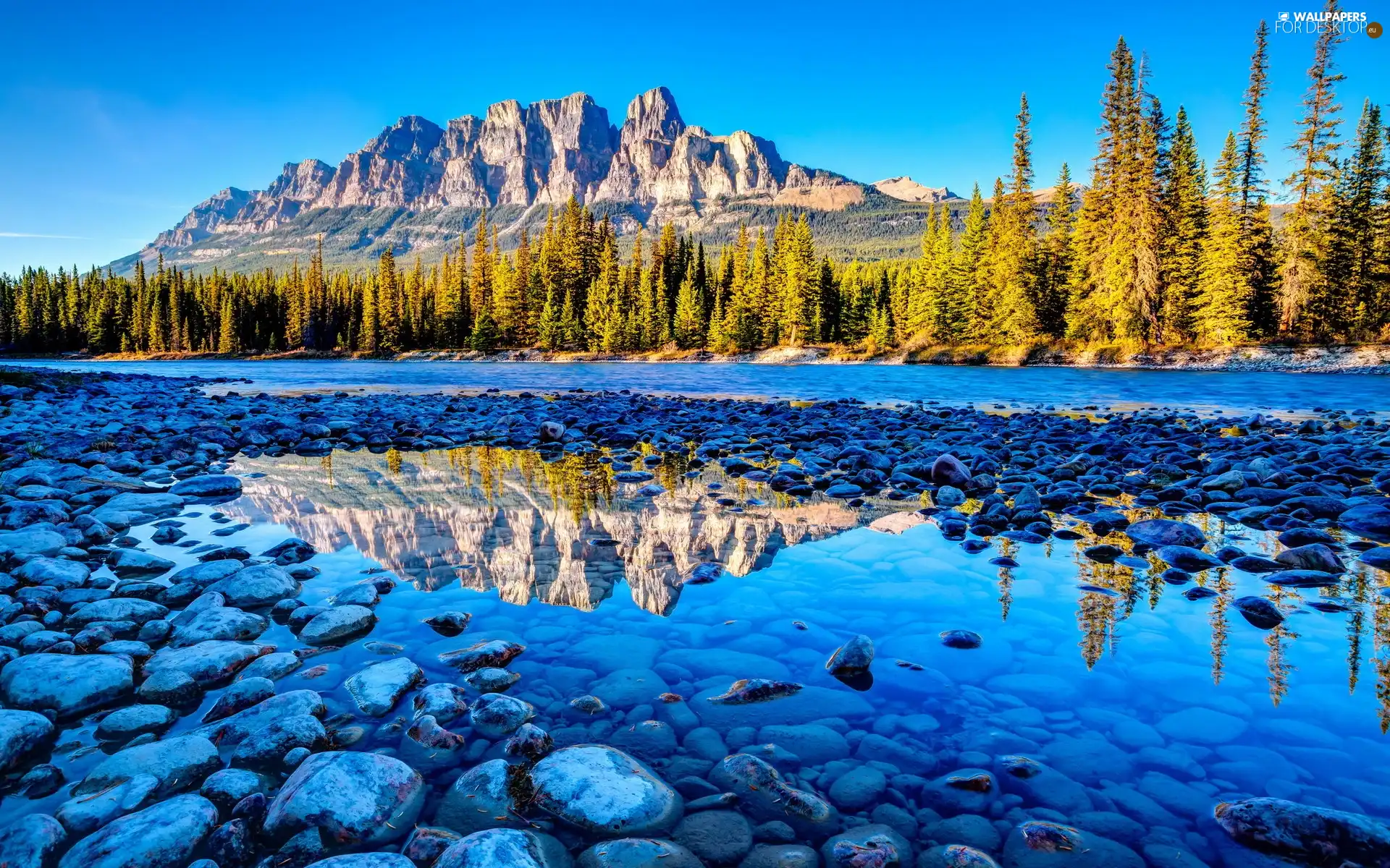 rocks, River, Stones, forest