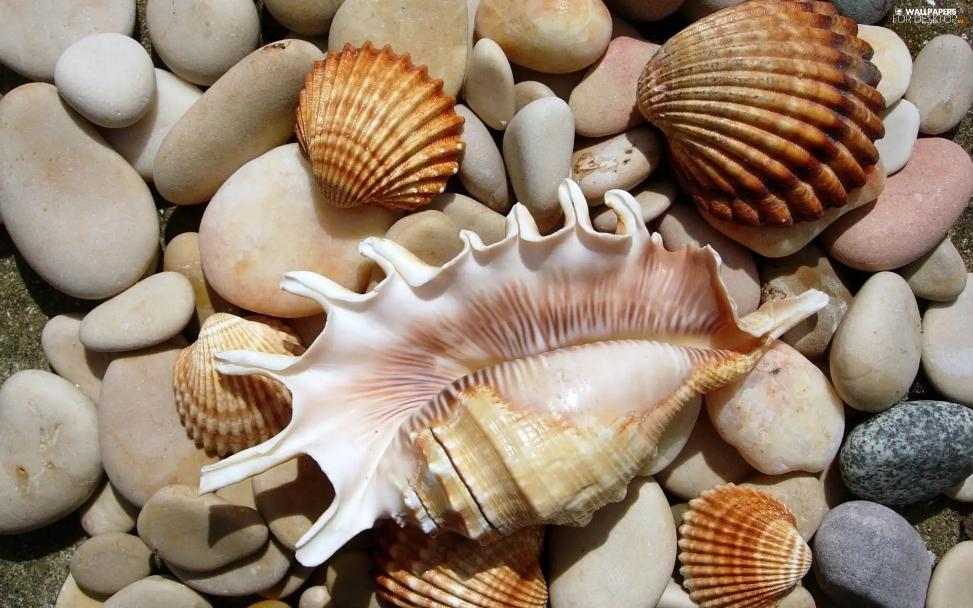 Shells, Stones