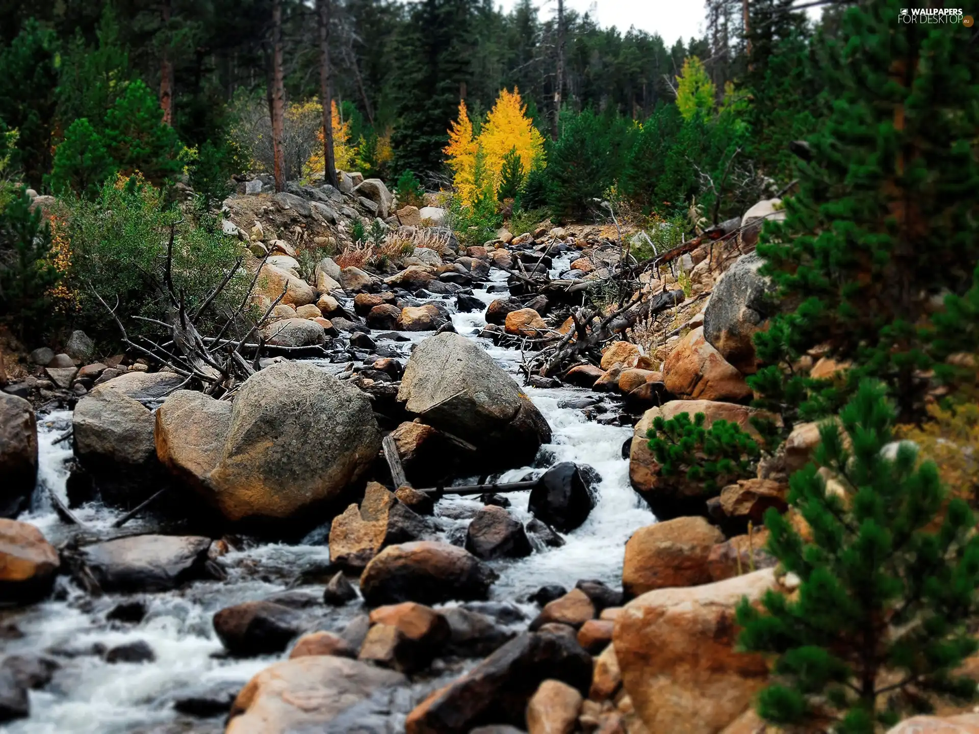 stream, forest, Stones, mountainous