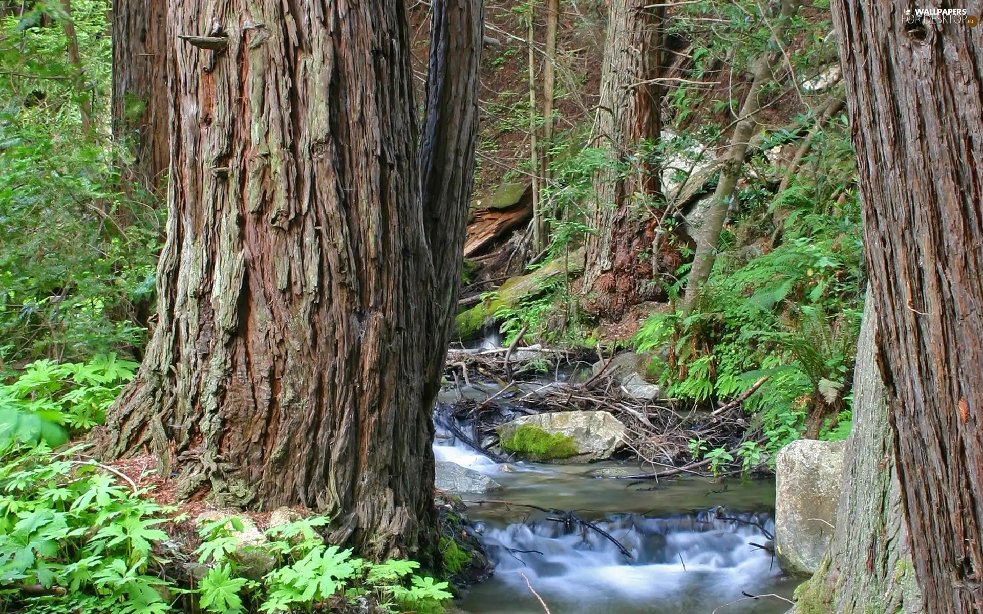 Stones, stream, viewes, branch pics, trees