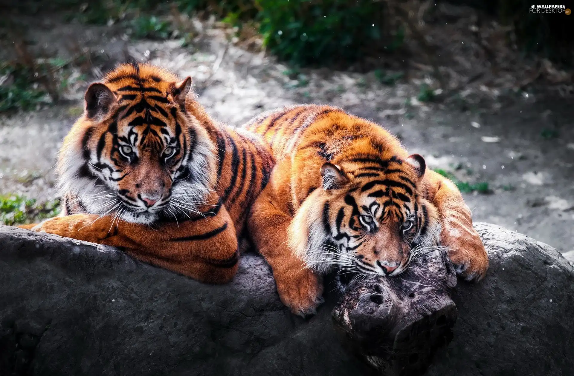 tigress, Stones