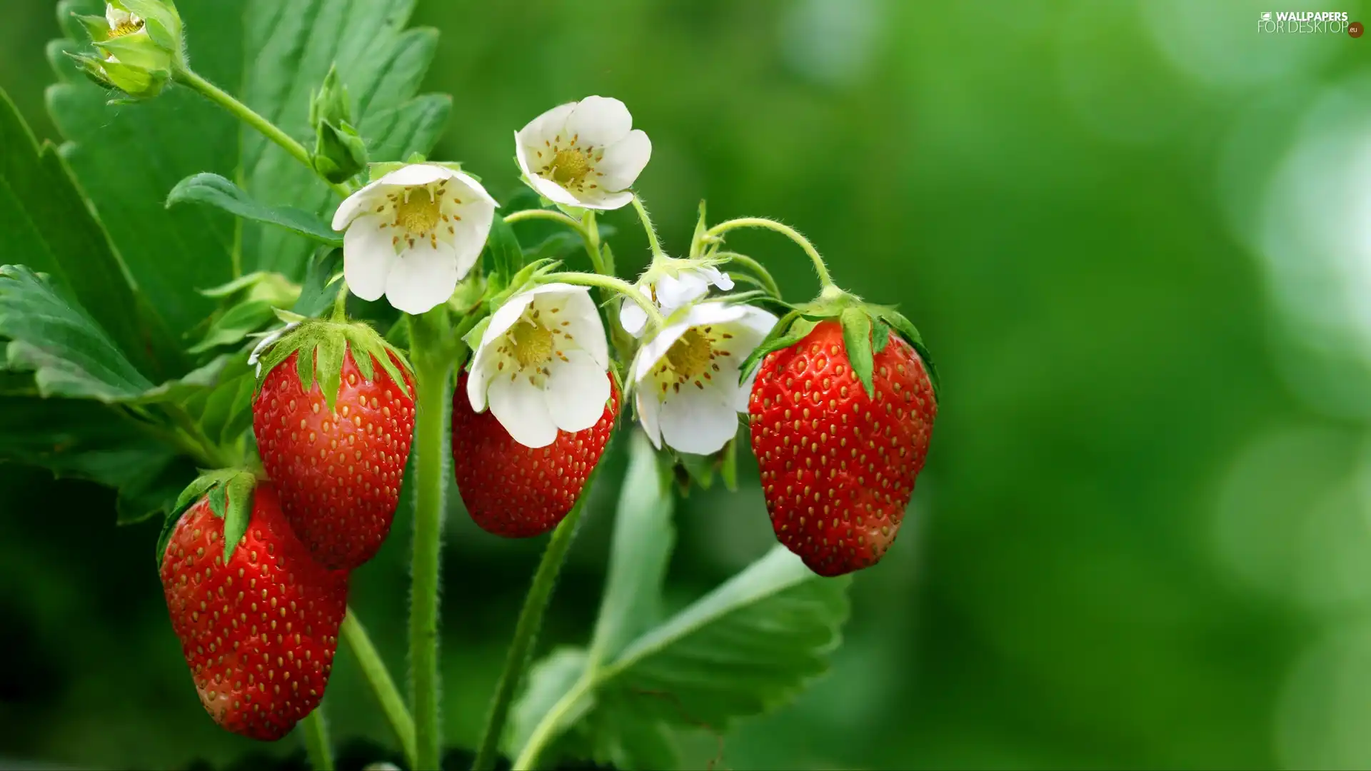 strawberries