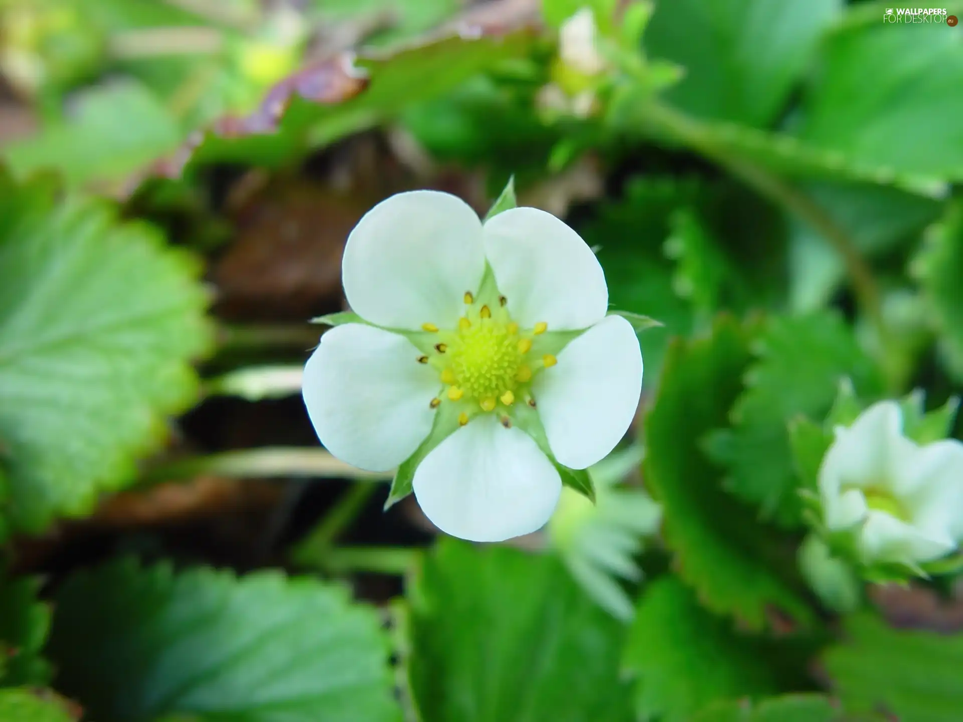 Strawberries, White, Flower