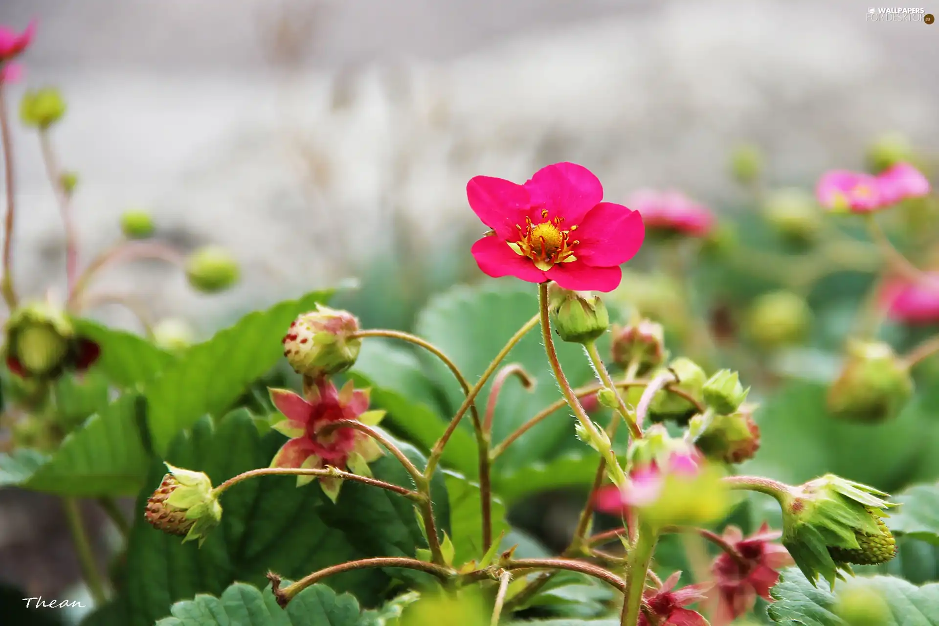 strawberries, Pink, Flowers