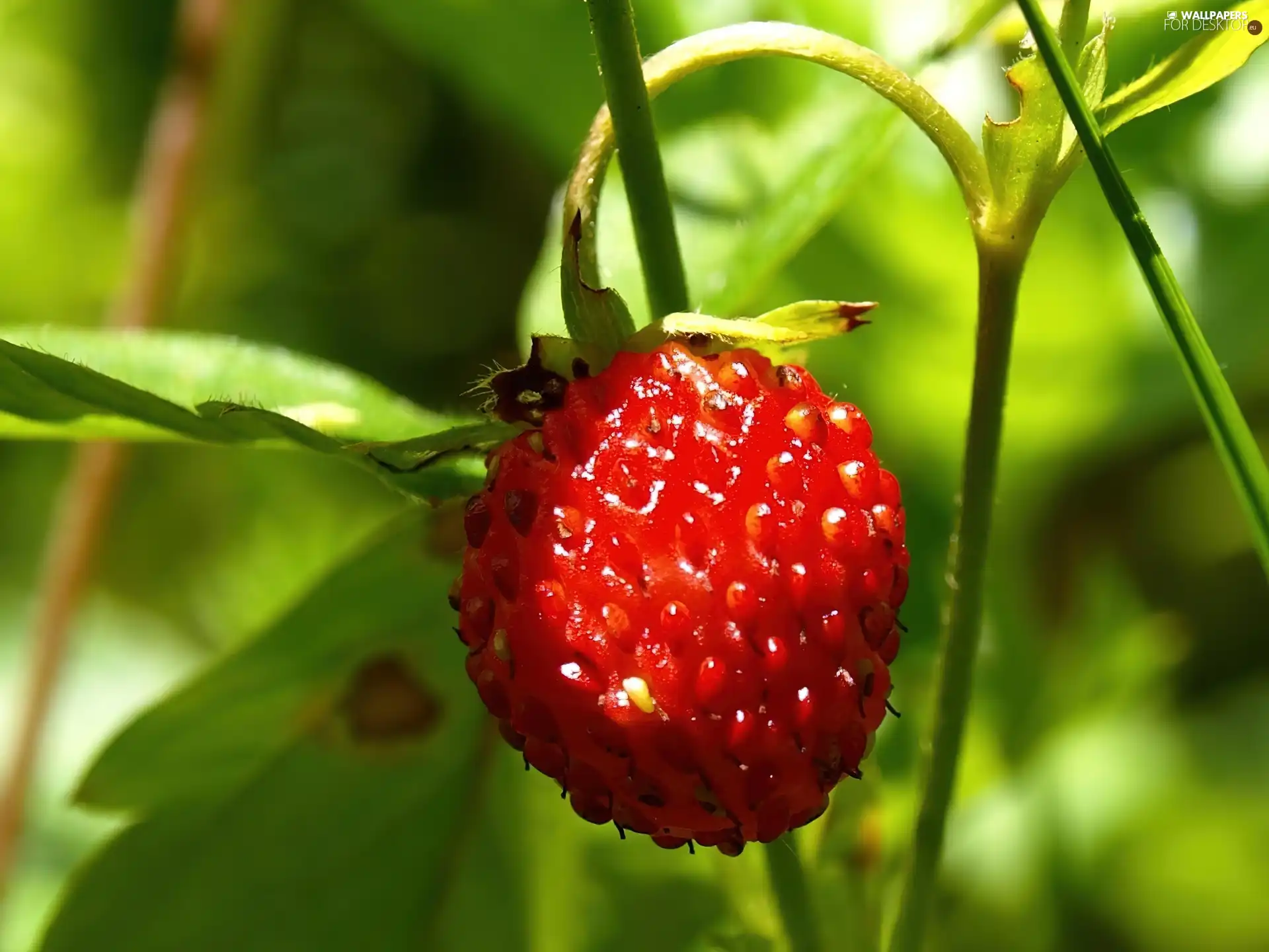 Mature, strawberry