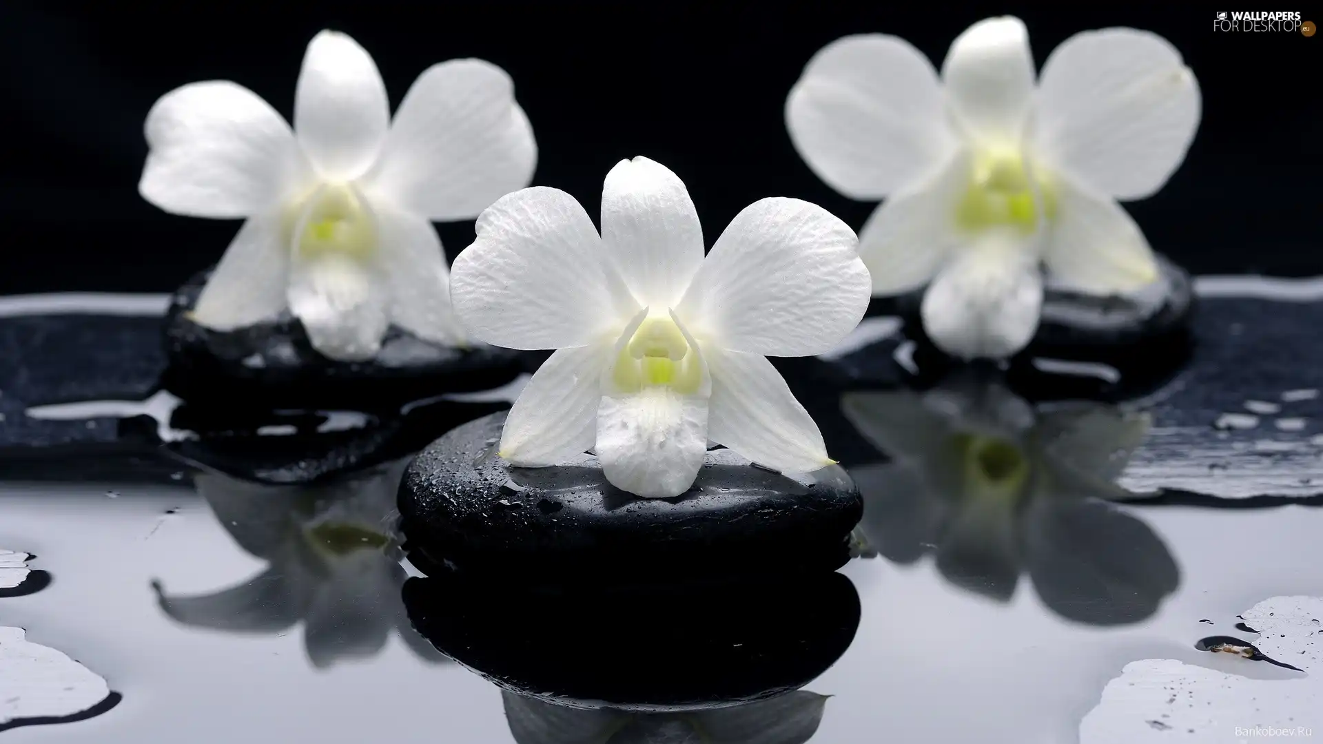 White, Stones, stream, orchids