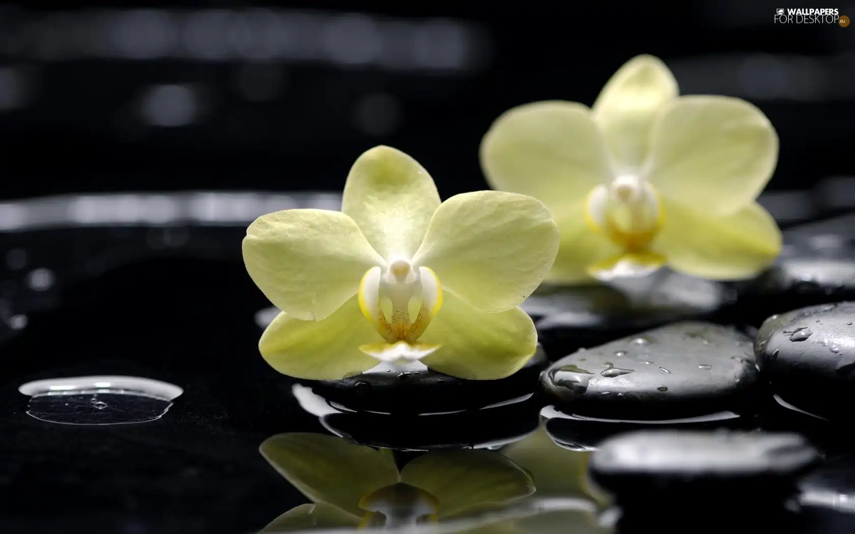 Yellow, Stones, stream, orchids