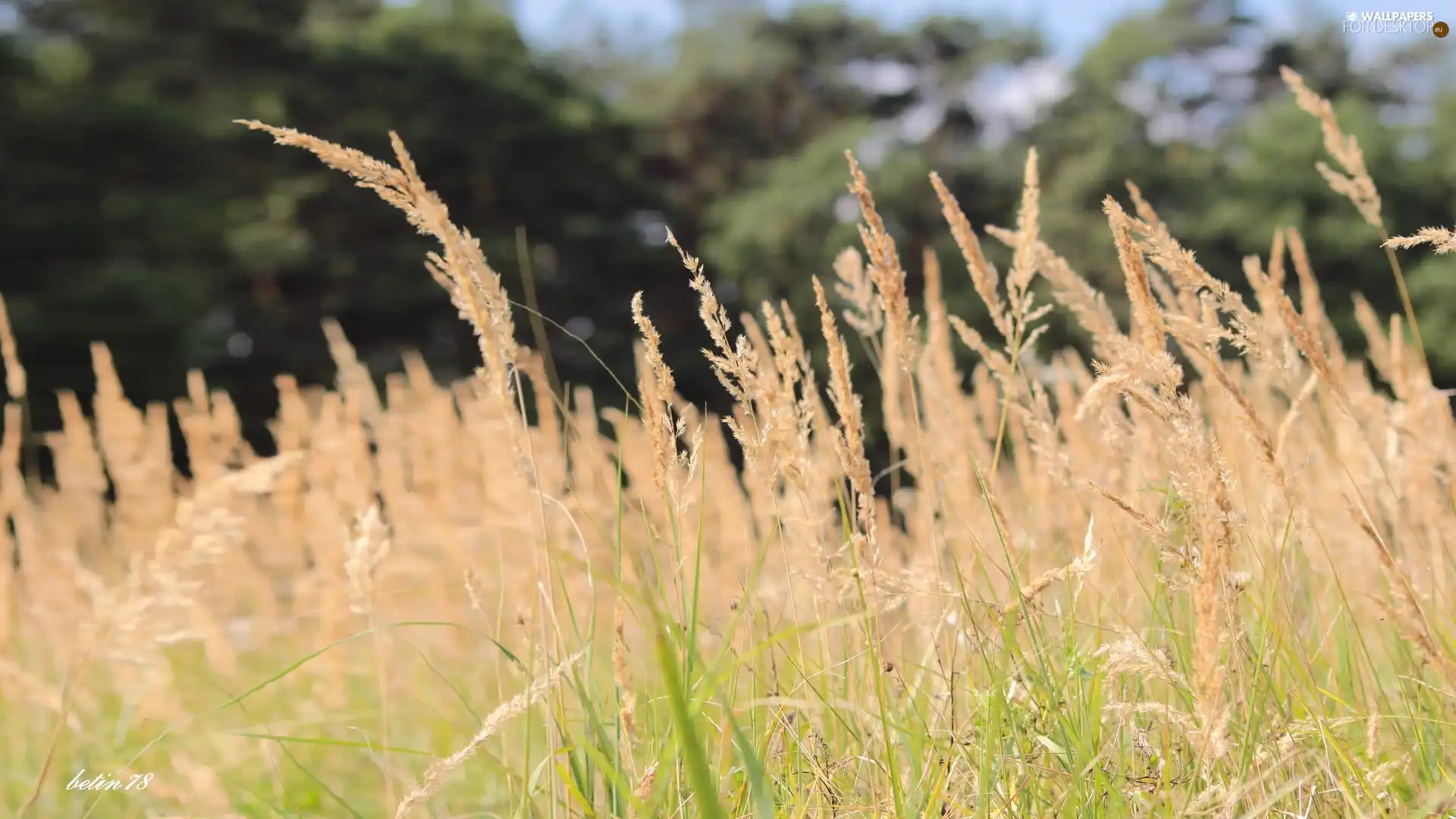 blades, Meadow, summer, grass