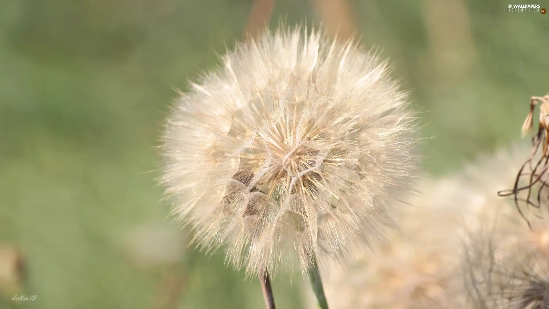 Colourfull Flowers, field, summer, salsify