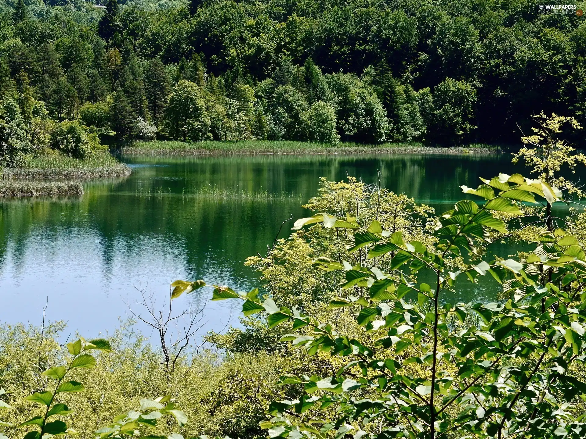 forest, Bush, summer, lake