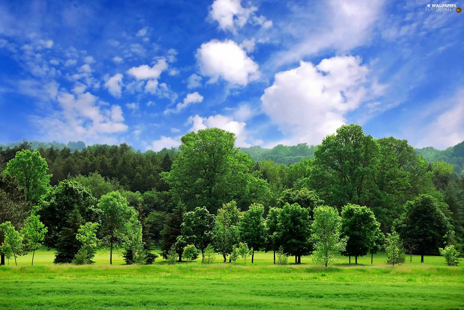 forest, clouds, summer, Meadow