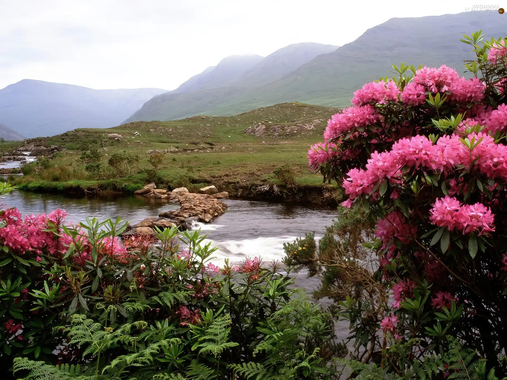 Mountains, water, summer, Flowers