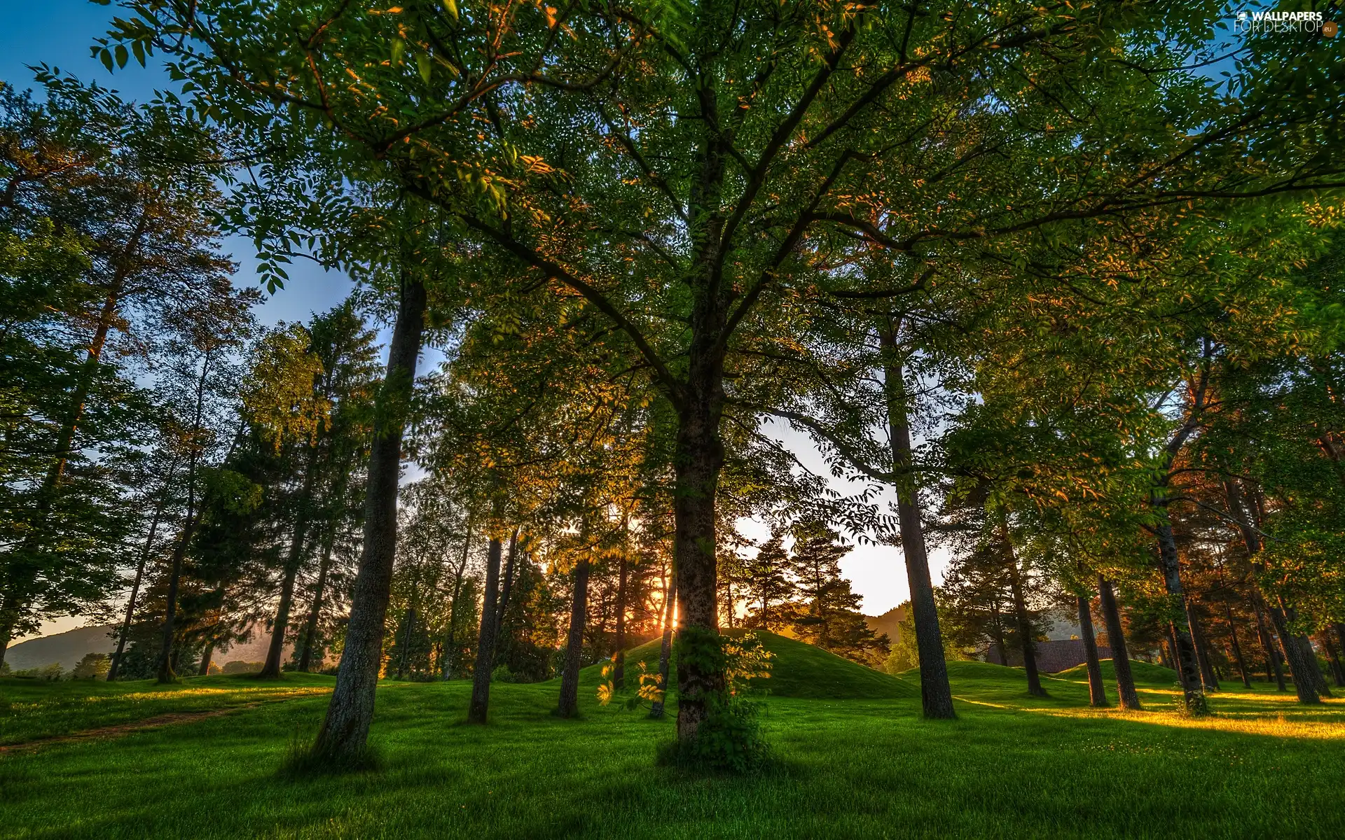 trees, Park, summer, viewes