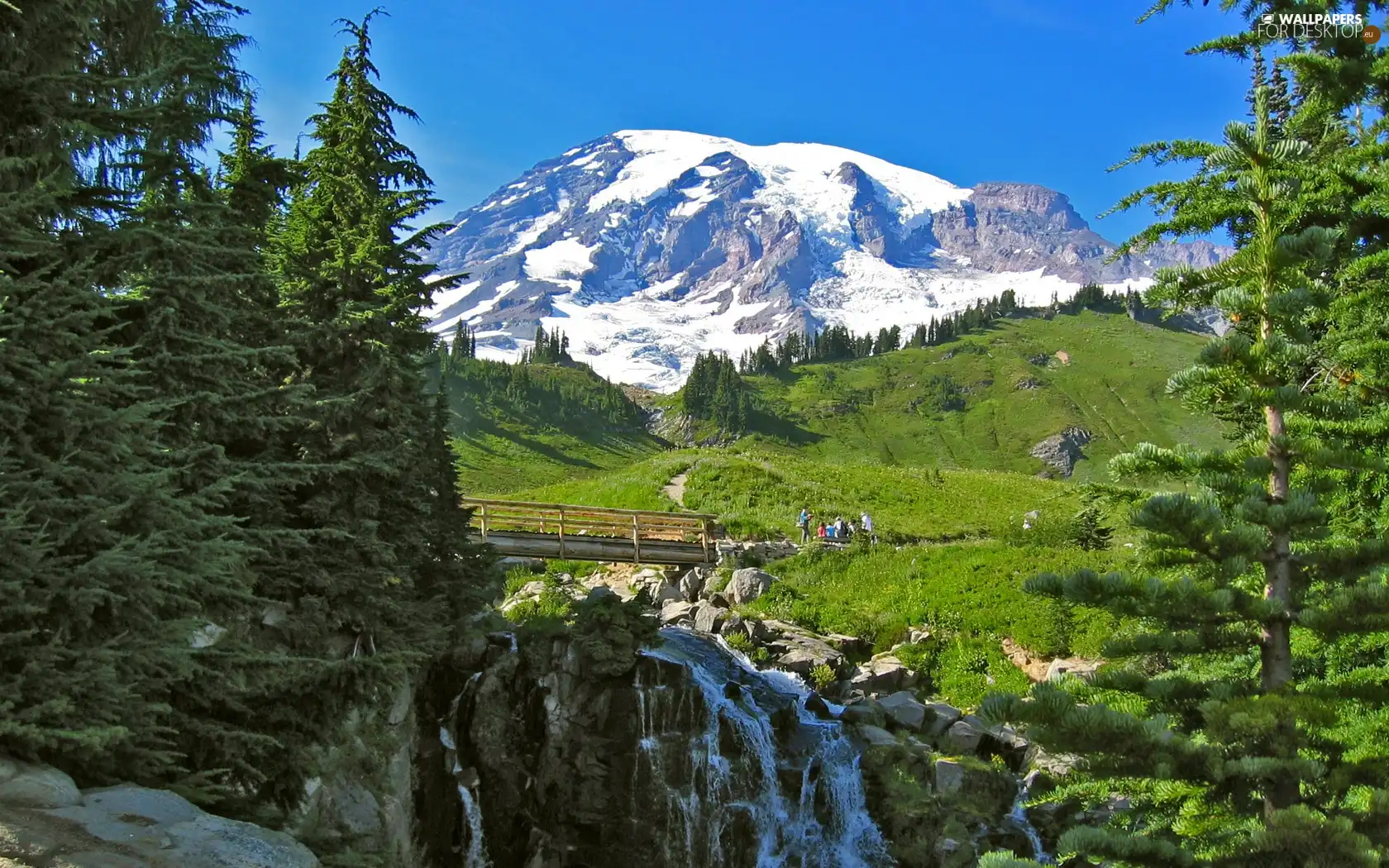 waterfall, Spruces, summer, Mountains
