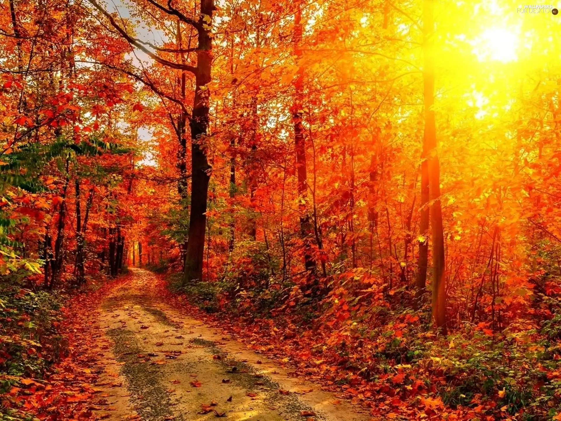 sun, autumn, Way, rays, forest