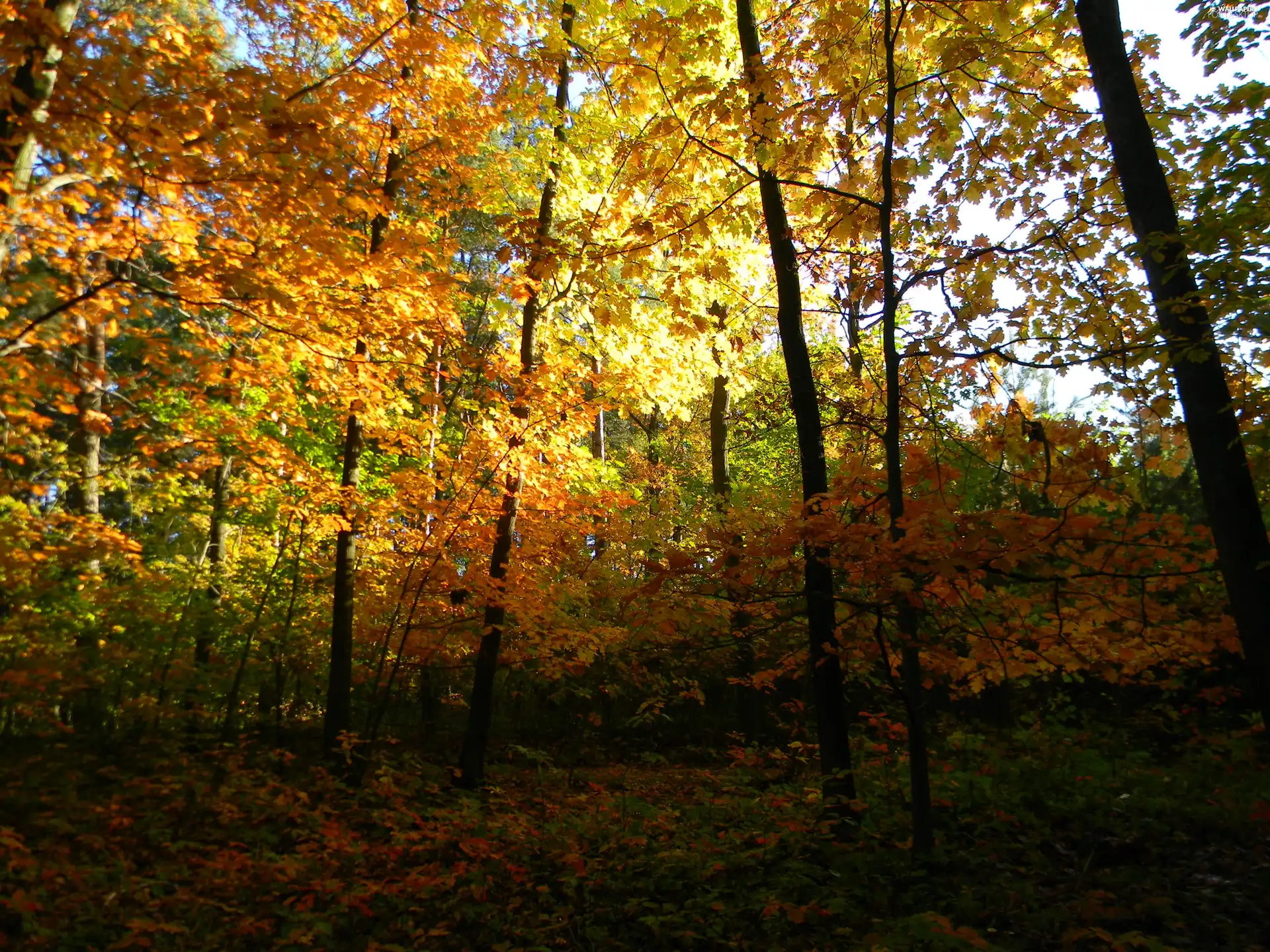 sun, oaks, autumn