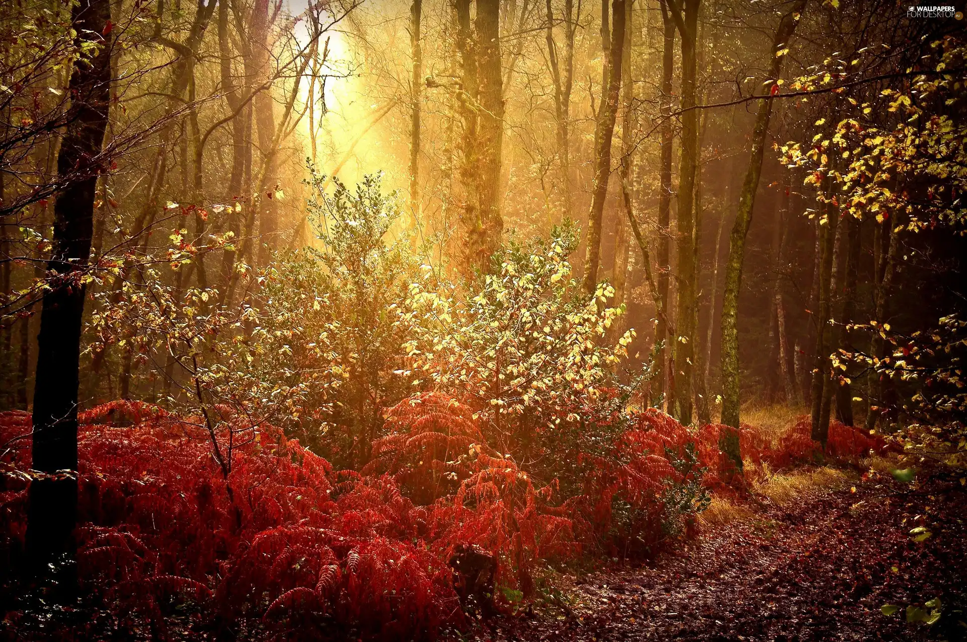 sun, light breaking through sky, forest, rays, autumn