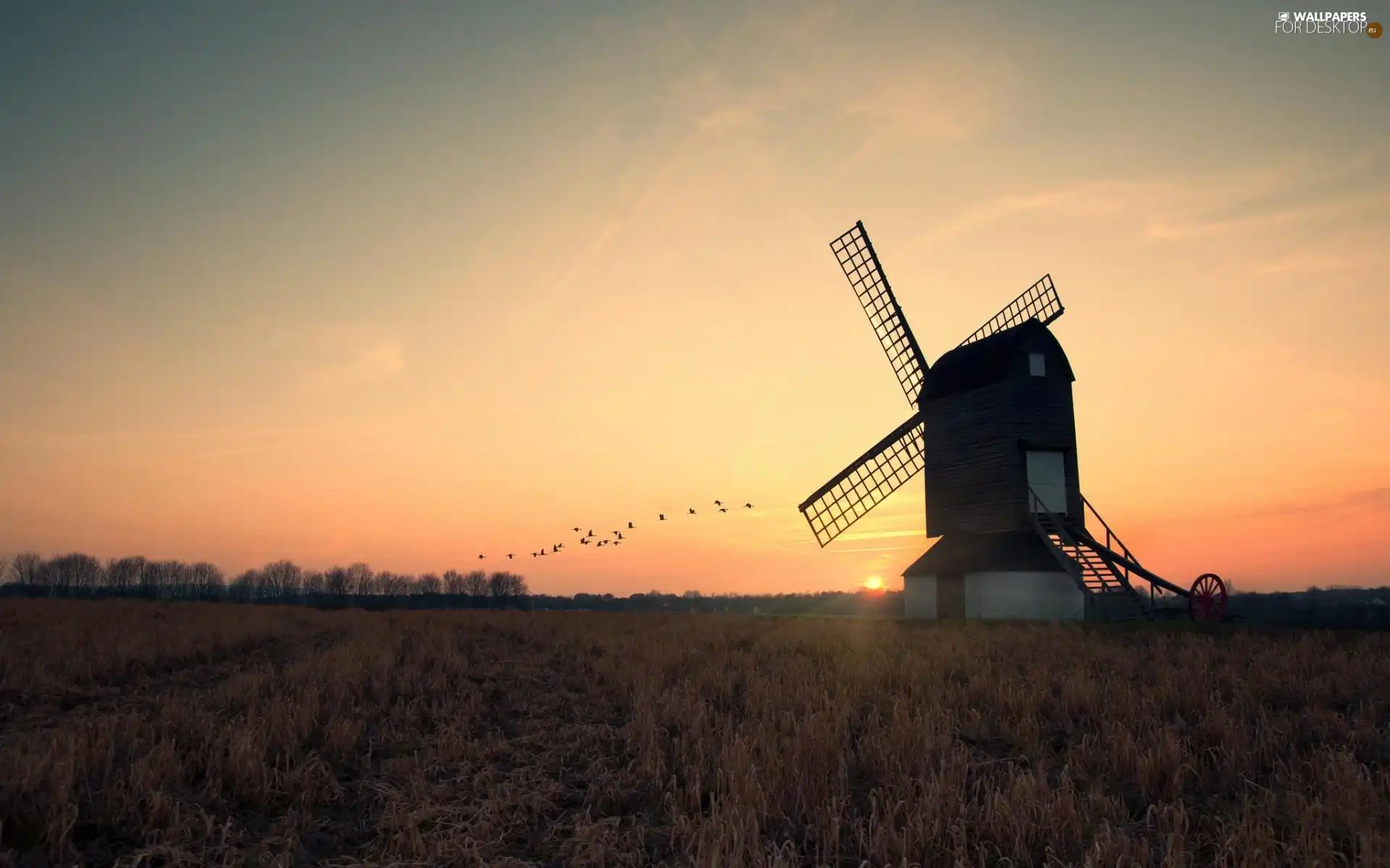 sun, birds, Meadow, west, Windmill