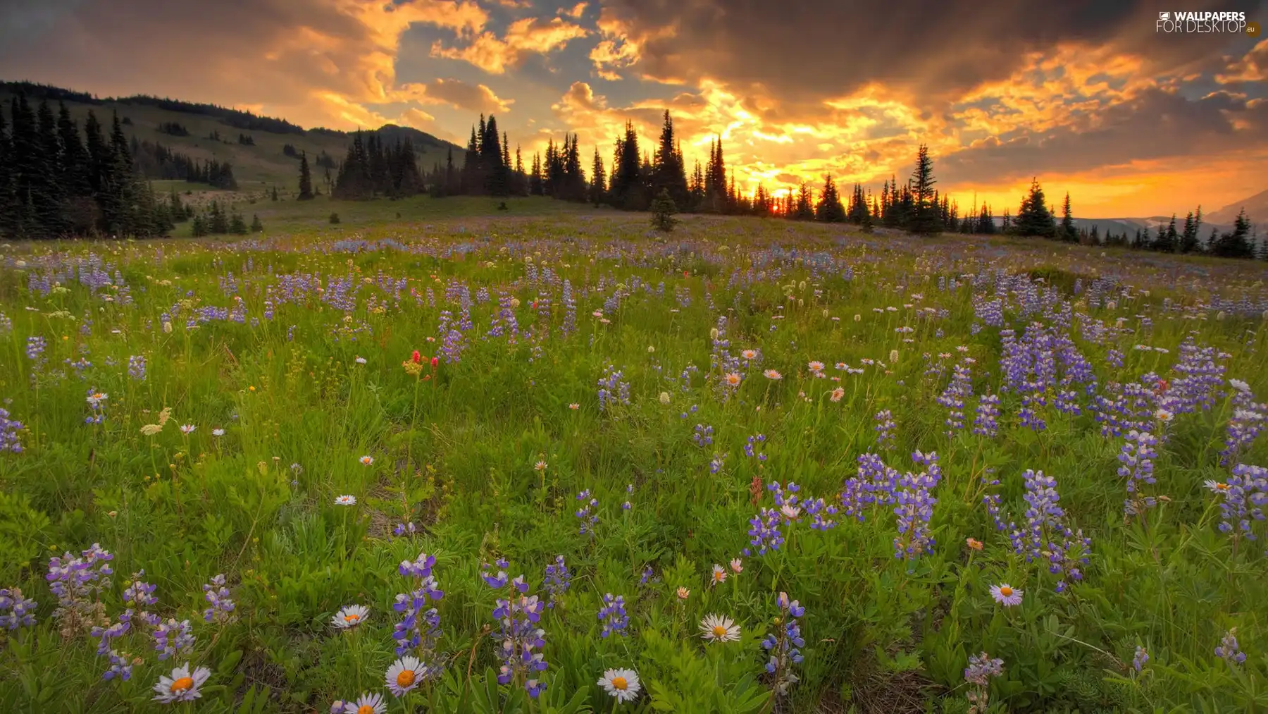 sun, Meadow, east