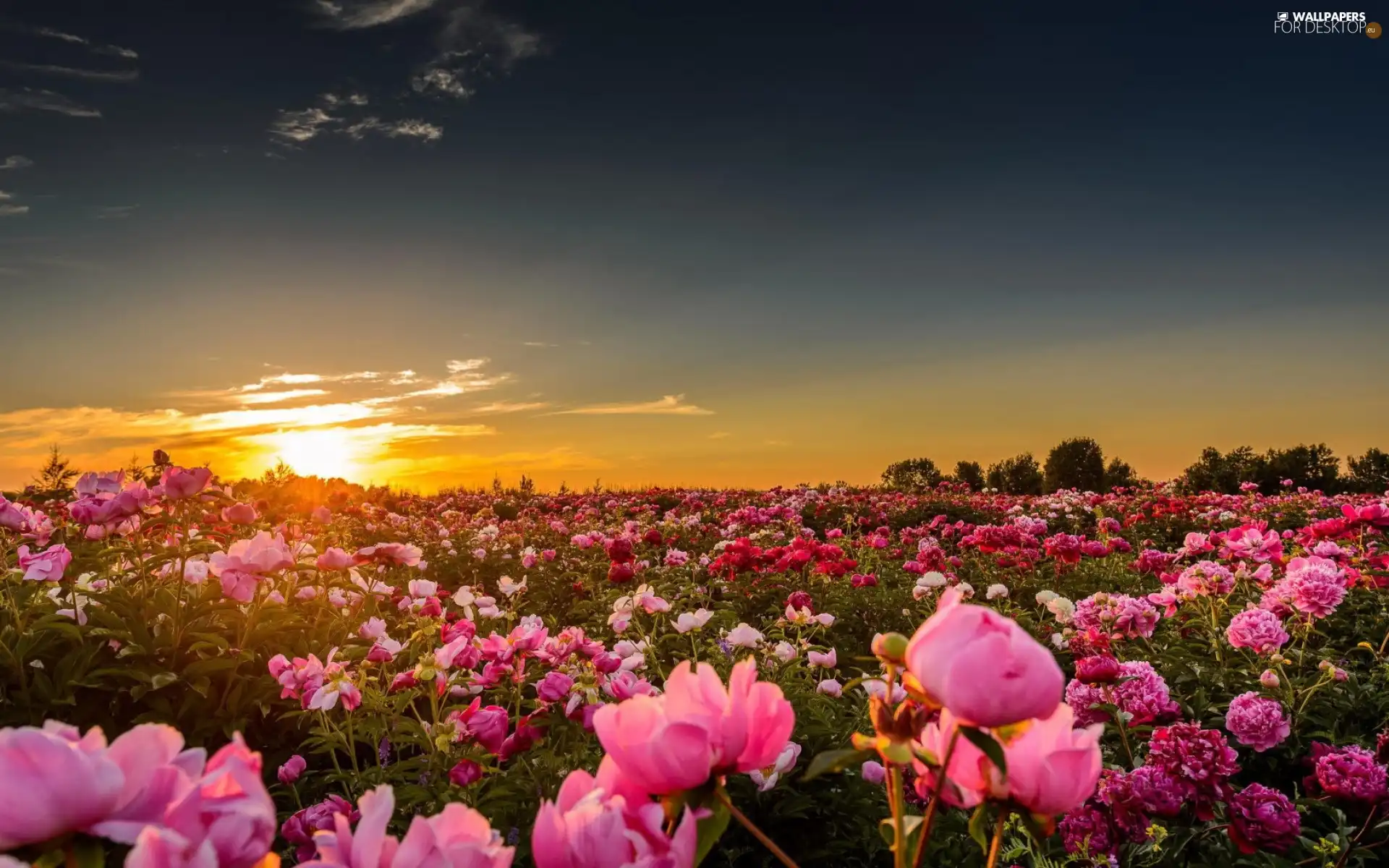 Field, west, sun, peony