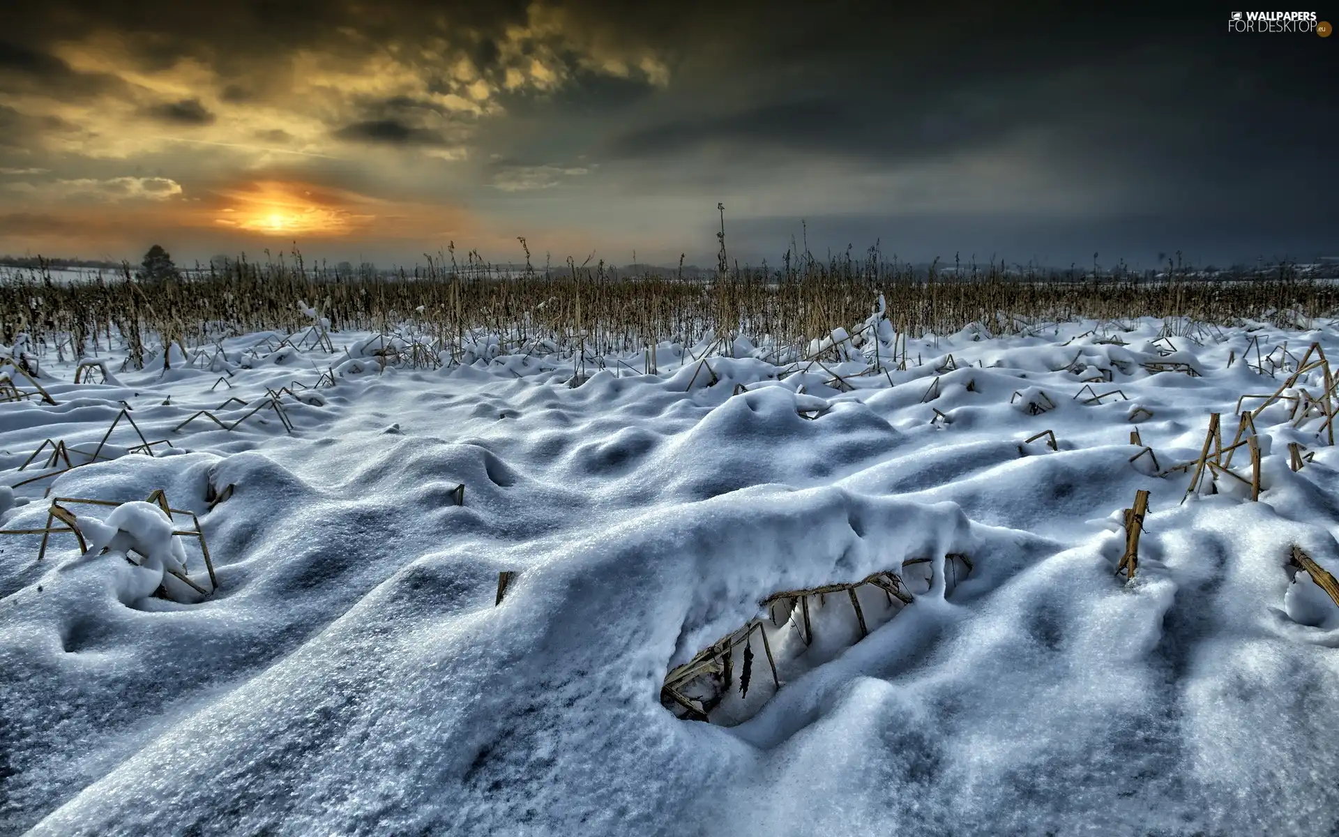 Field, west, sun, snow