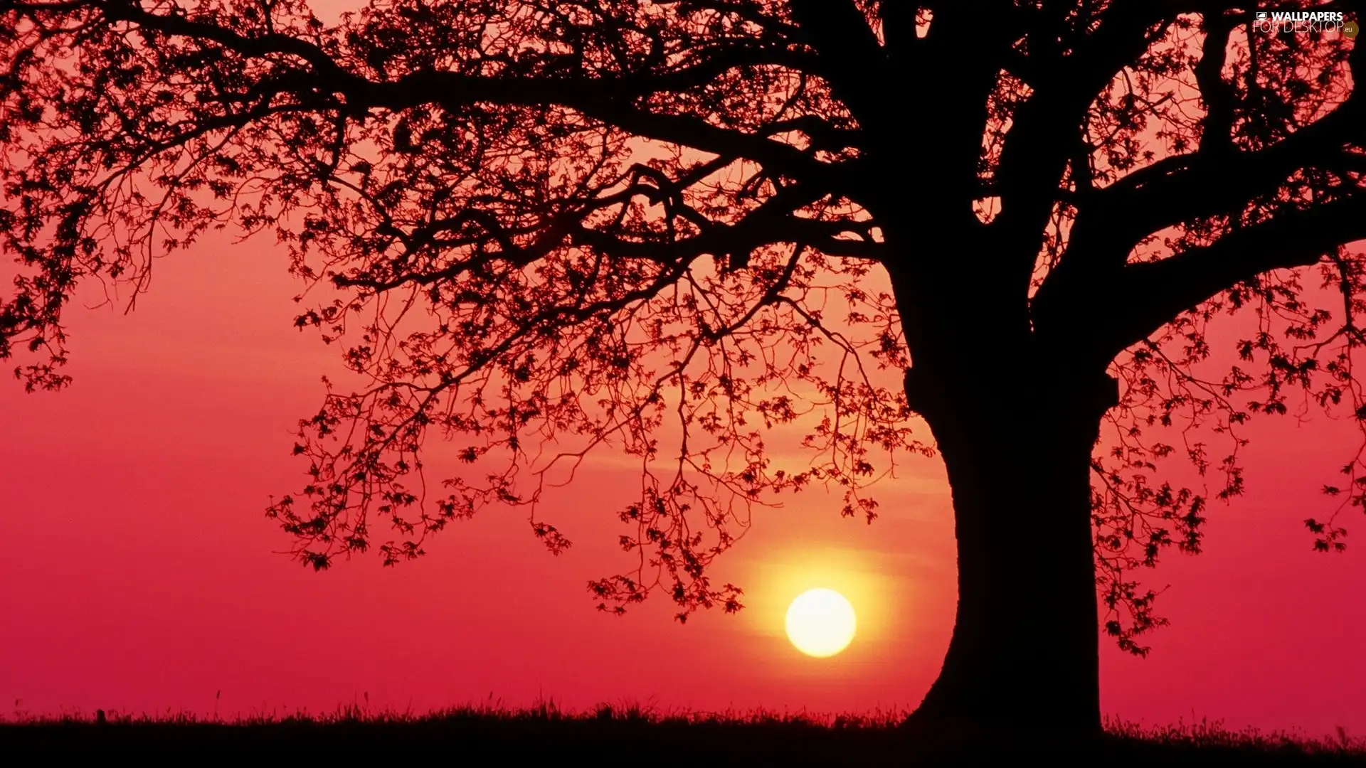 field, west, sun, trees