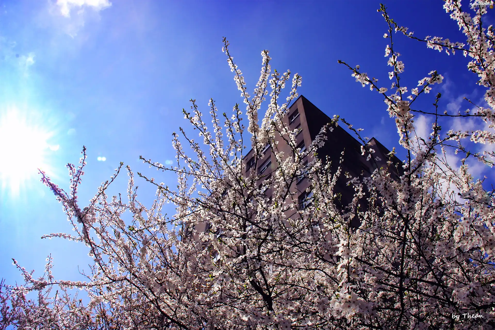 flourishing, Spring, sun, trees