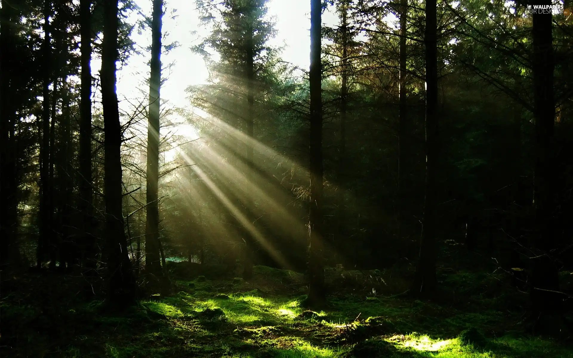 forest, rays, sun, Przebijające