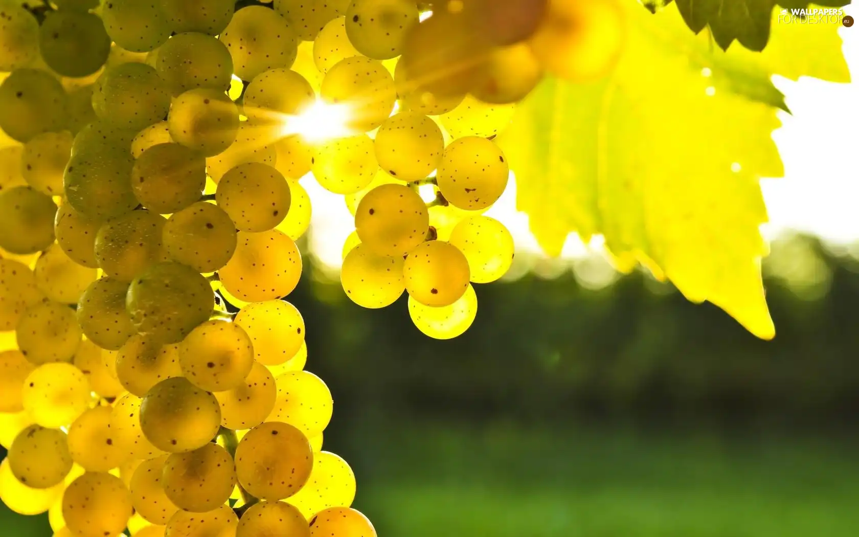 Grapes, sun