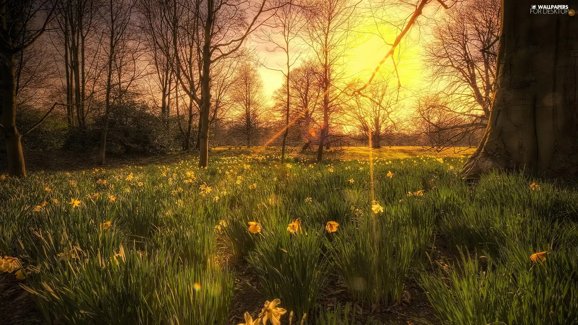 grass, rays, sun, Daffodils