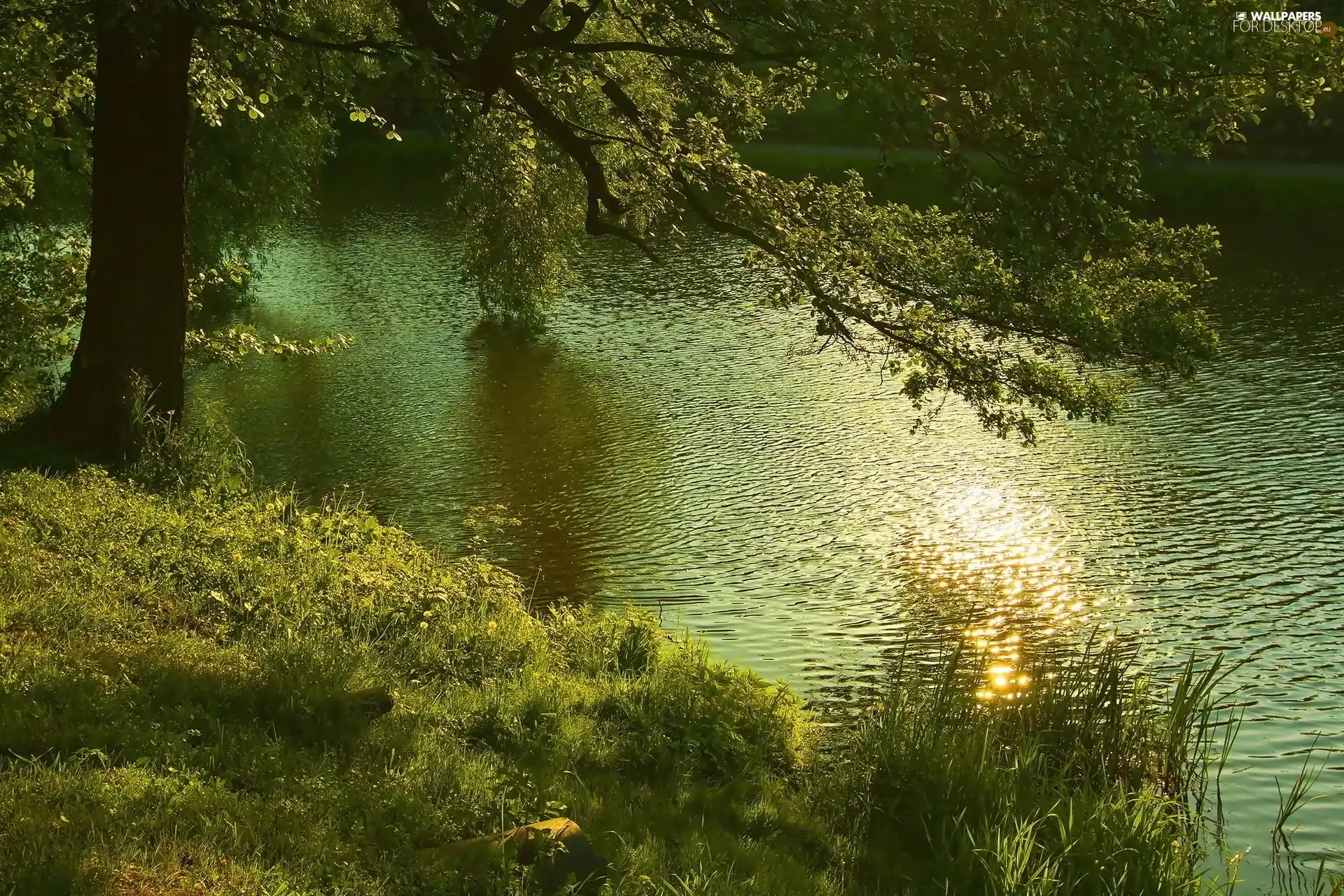 lake, reflection, sun, green