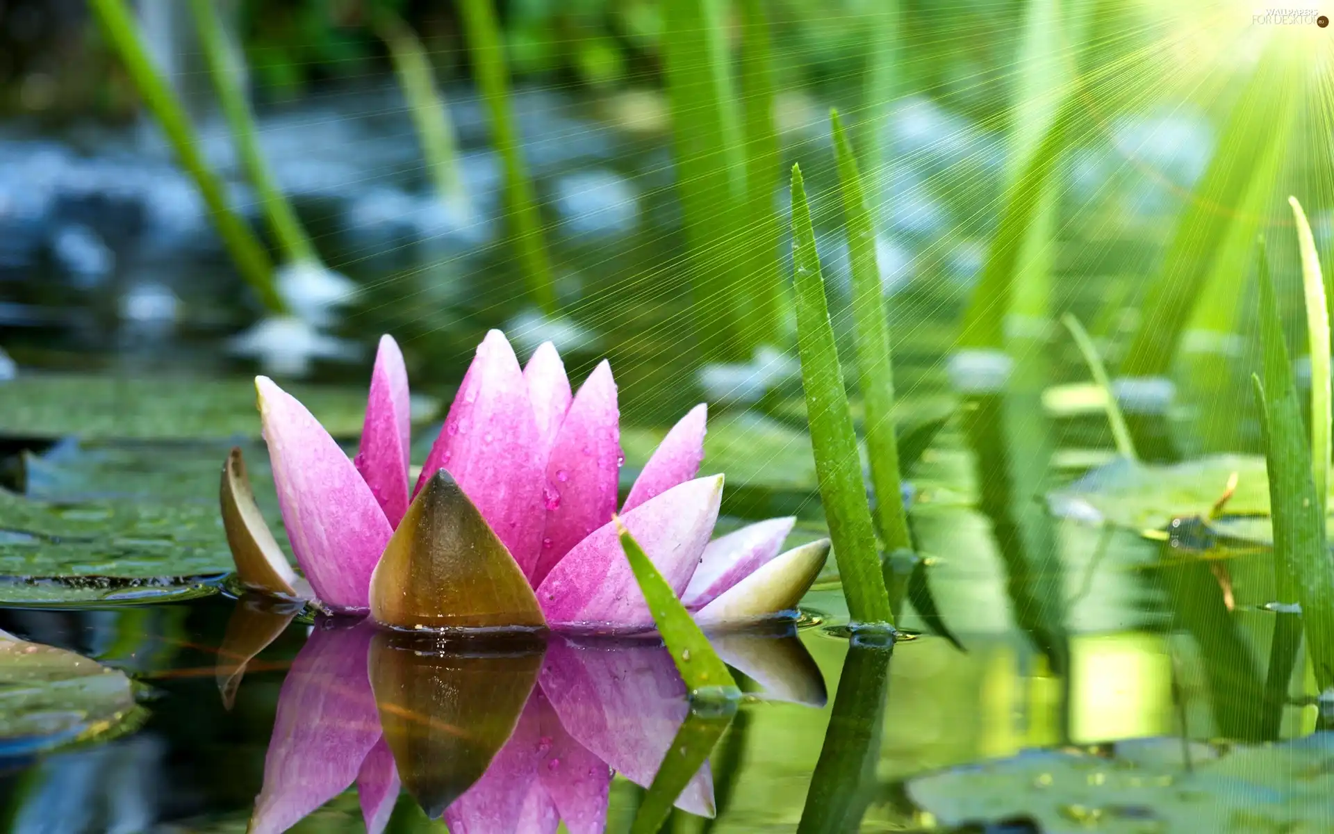 Lily, rays, sun, water