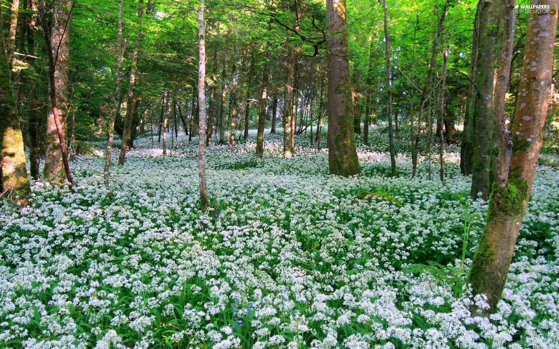 ligh, Flowers, flash, Przebijające, forest, sun, luminosity