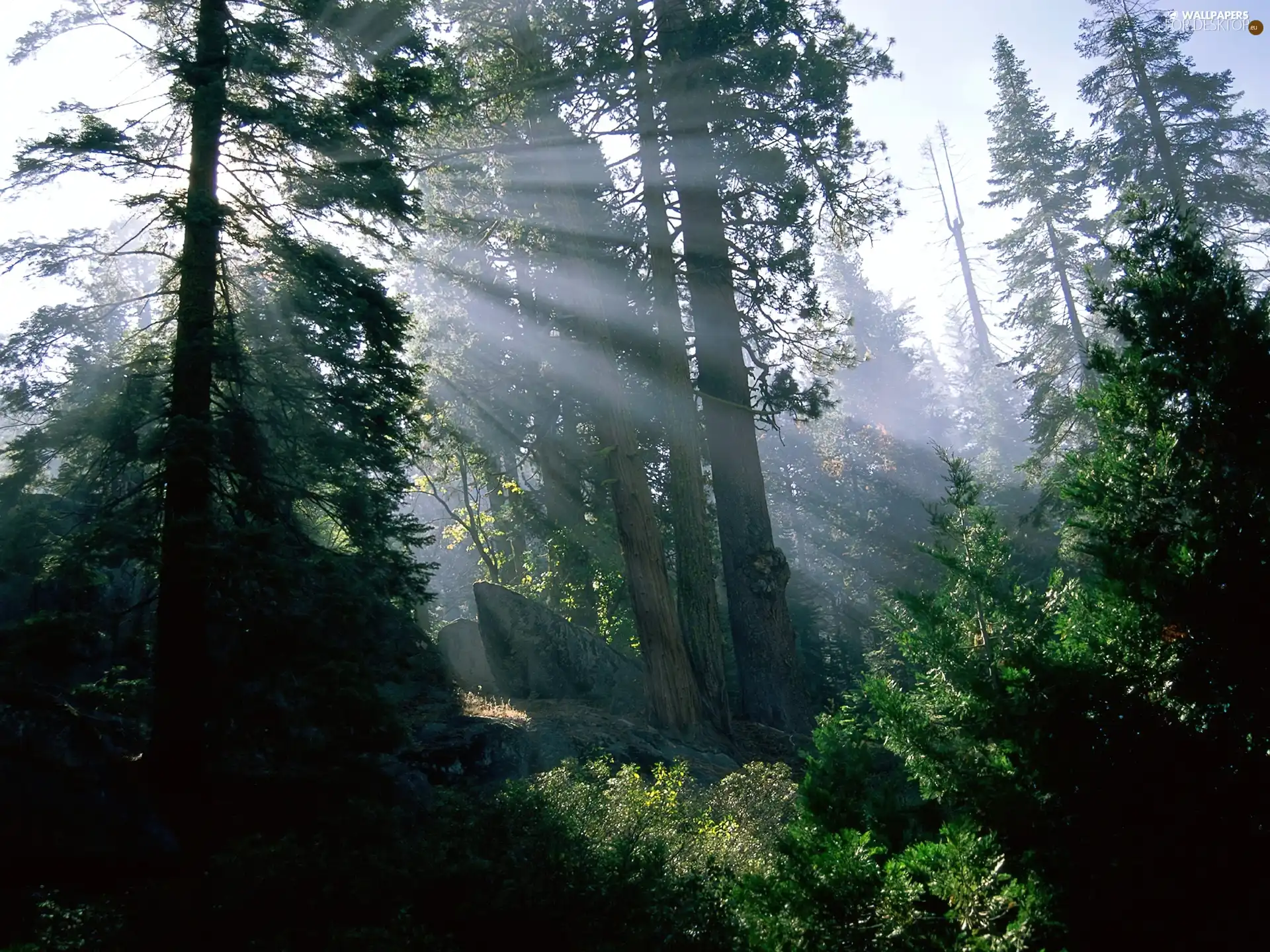 ligh, viewes, flash, rays, trees, sun, luminosity