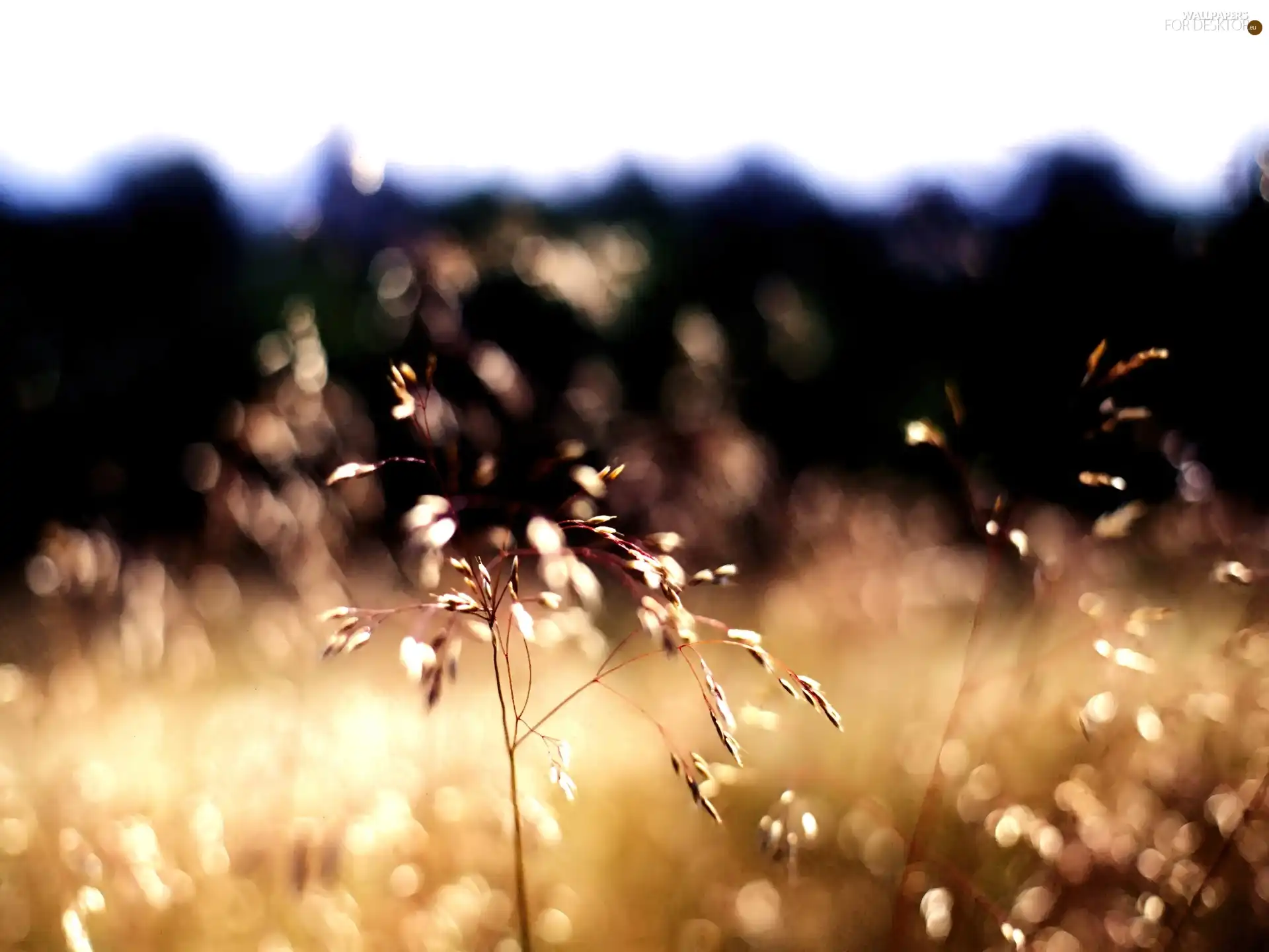 Meadow, west, sun, Plants