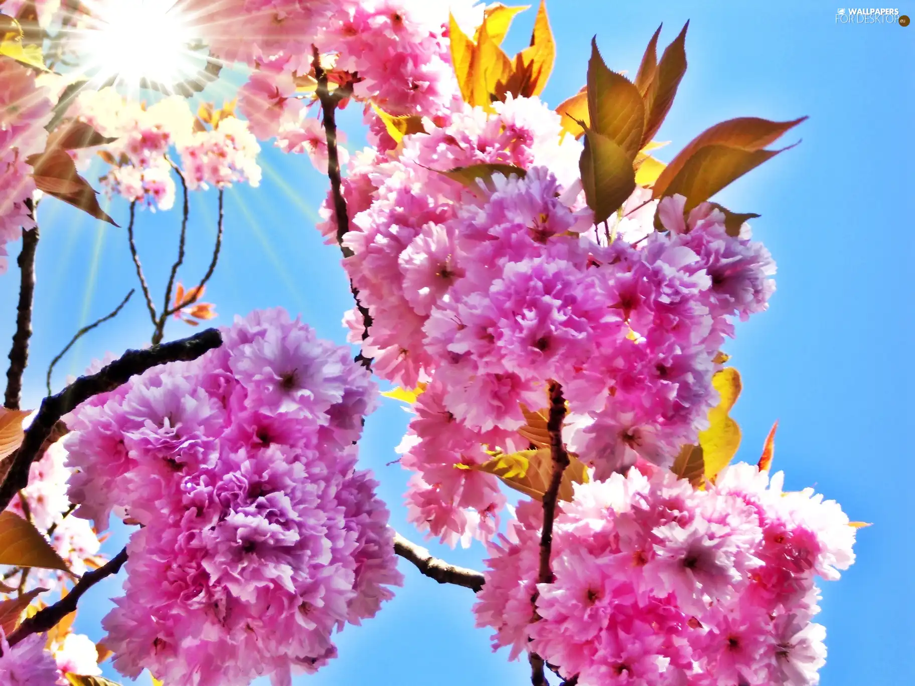 Pink, trees, sun, Flowers