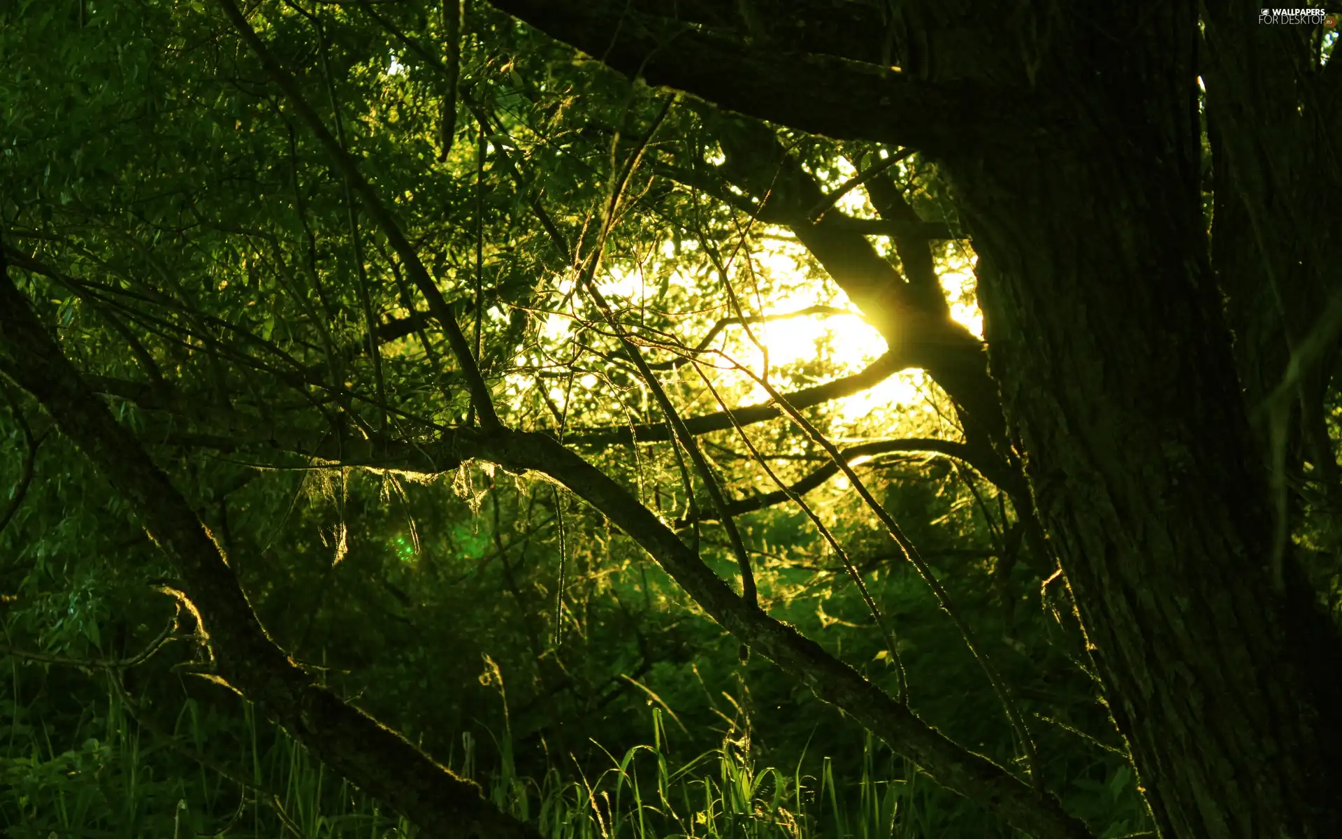 sun, forest, Przebijające