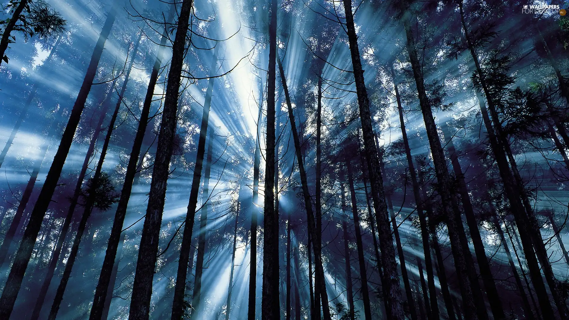 sun, forest, rays