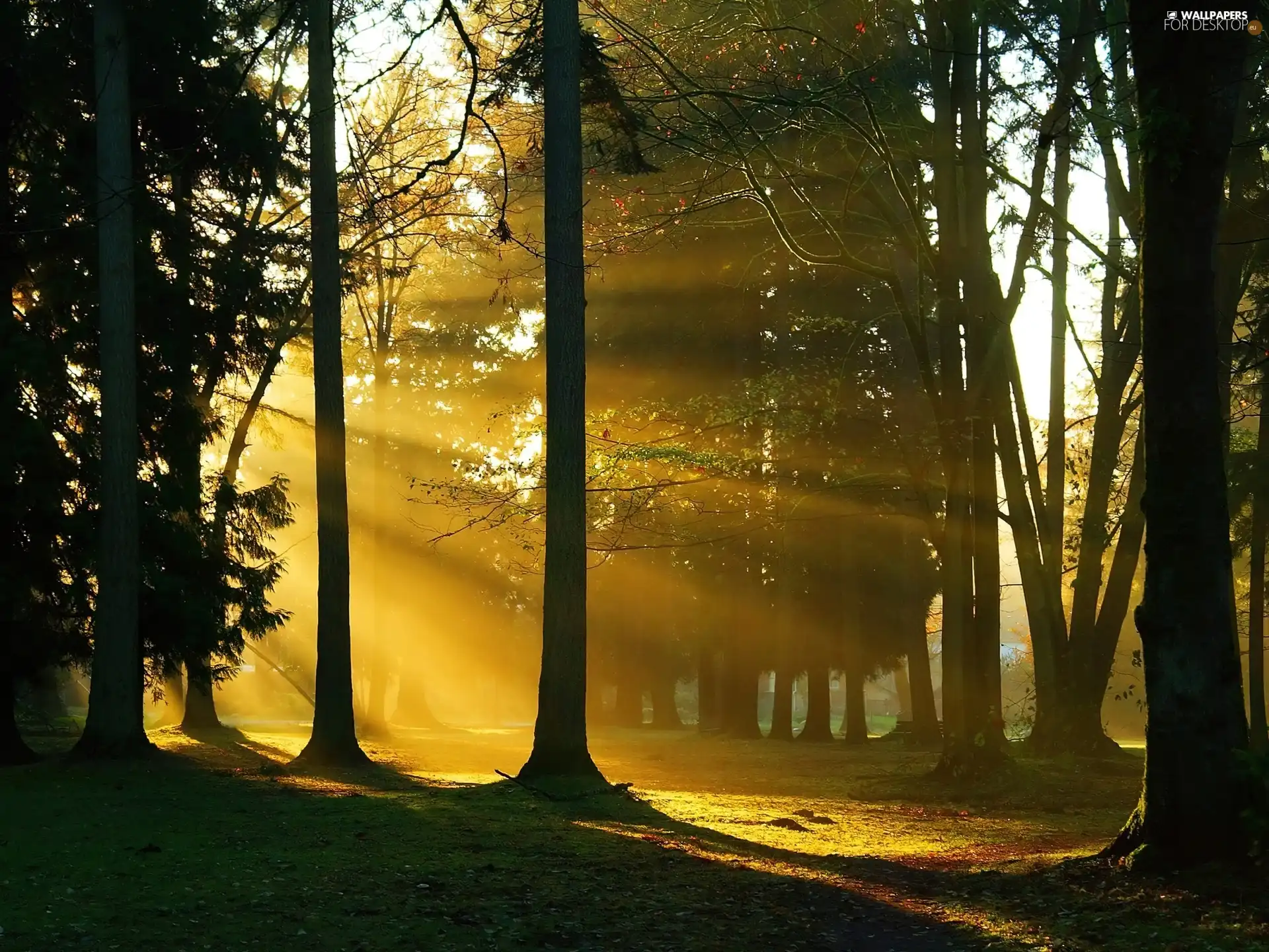 sun, forest, rays