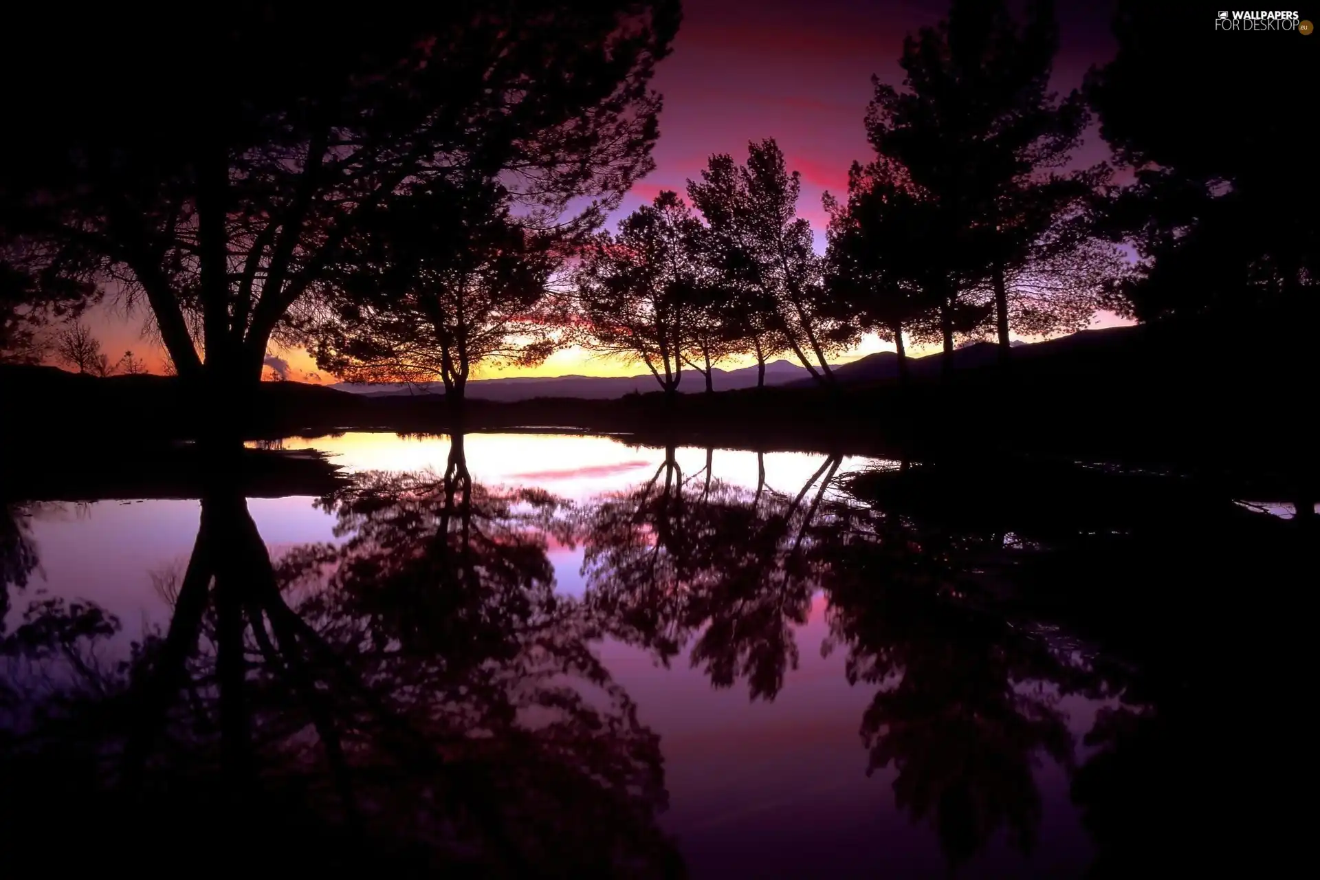 viewes, River, sun, reflection, west, trees