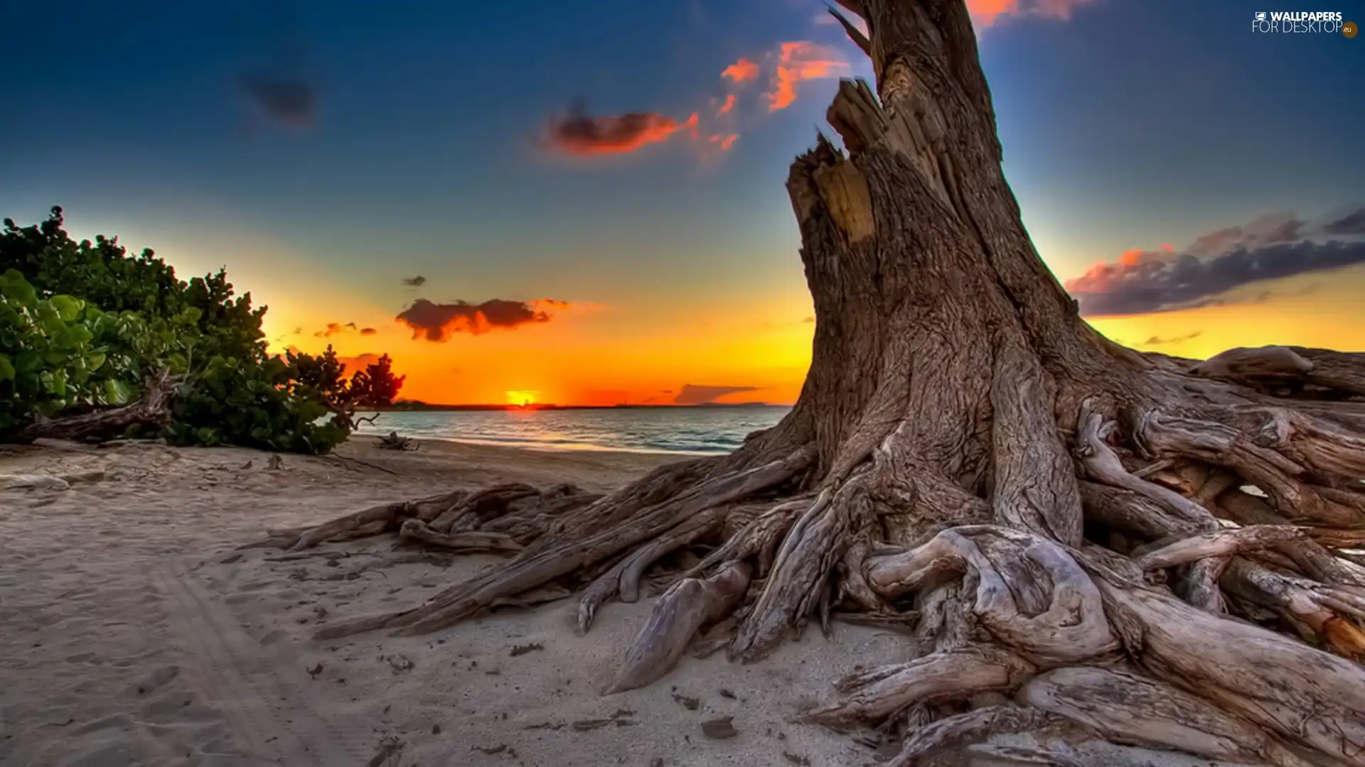 sun, root, sea, west, Beaches