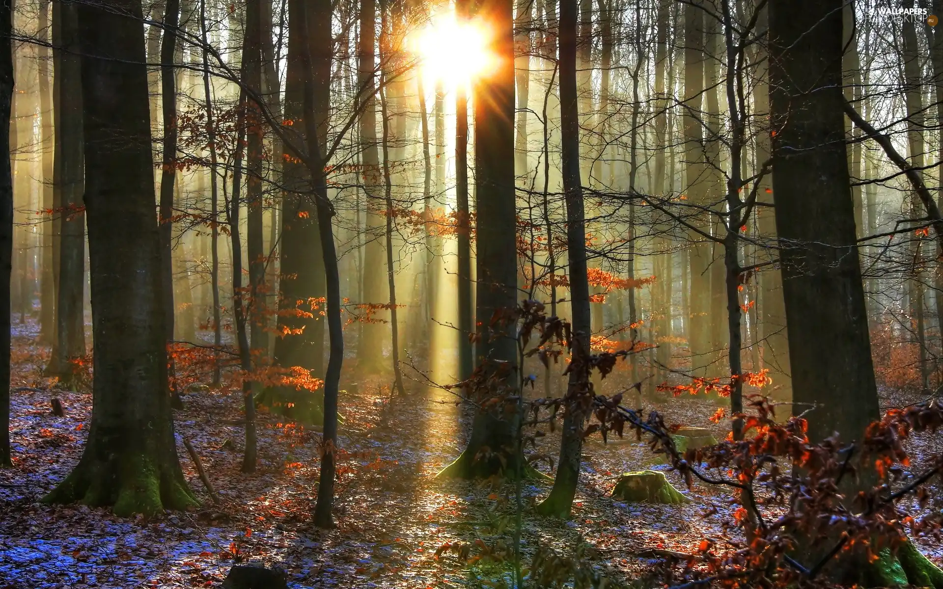 sun, snow, autumn, rays, forest
