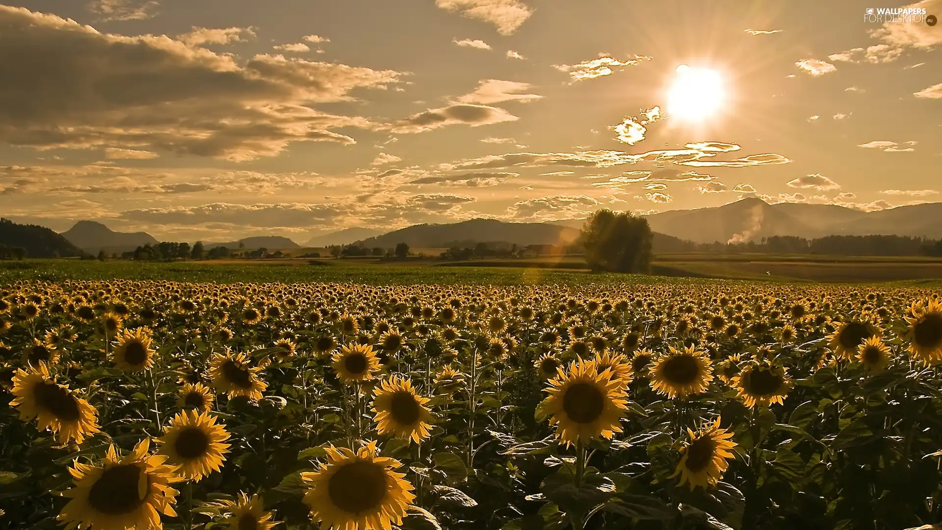 sun, Field, sunflowers