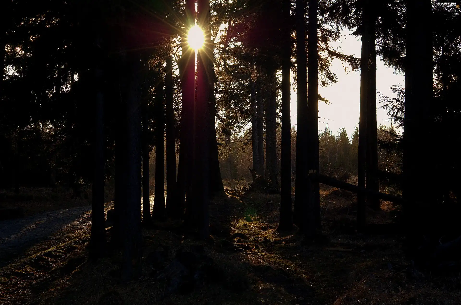 sun, forest, Way