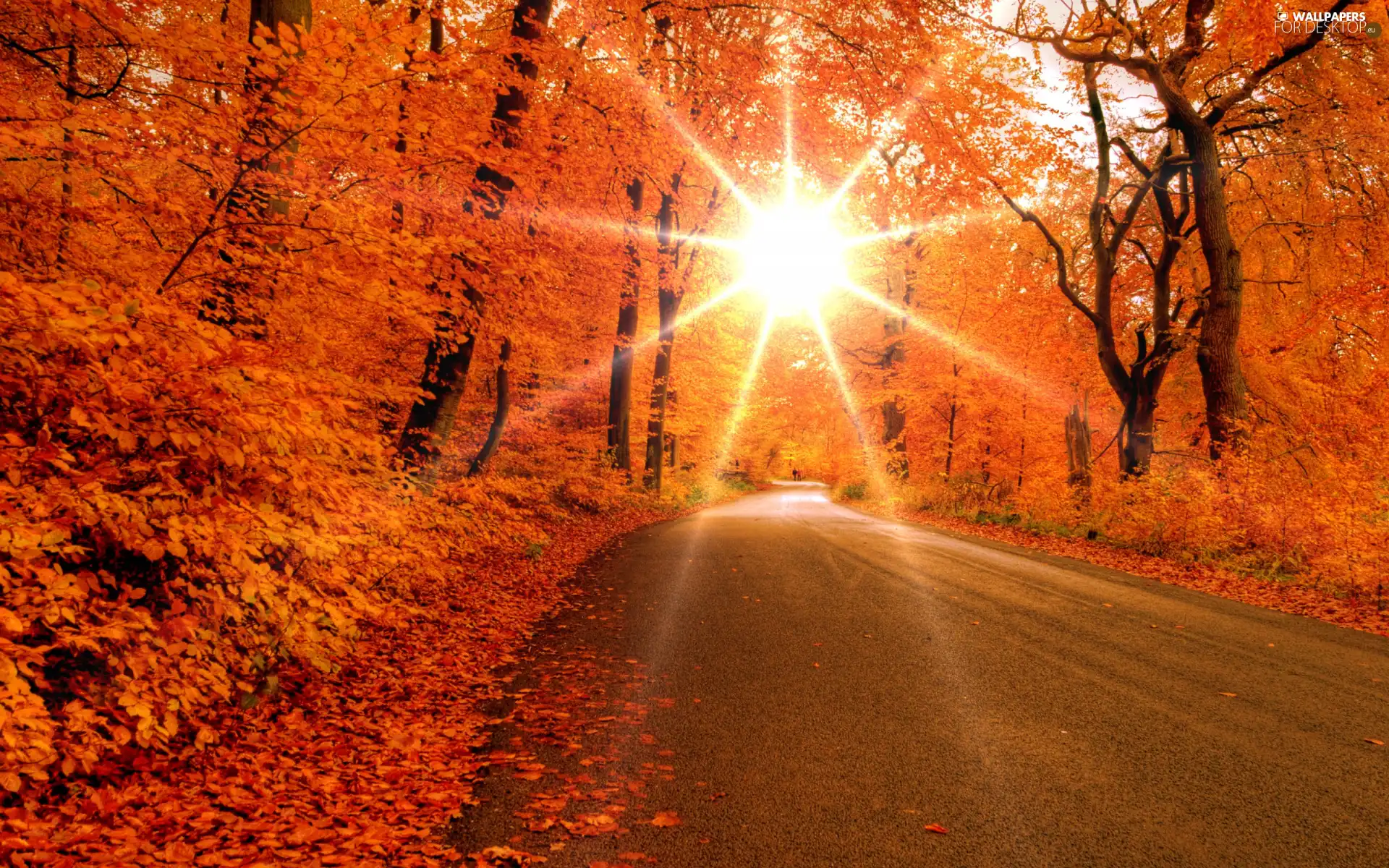 Way, rays, sun, autumn