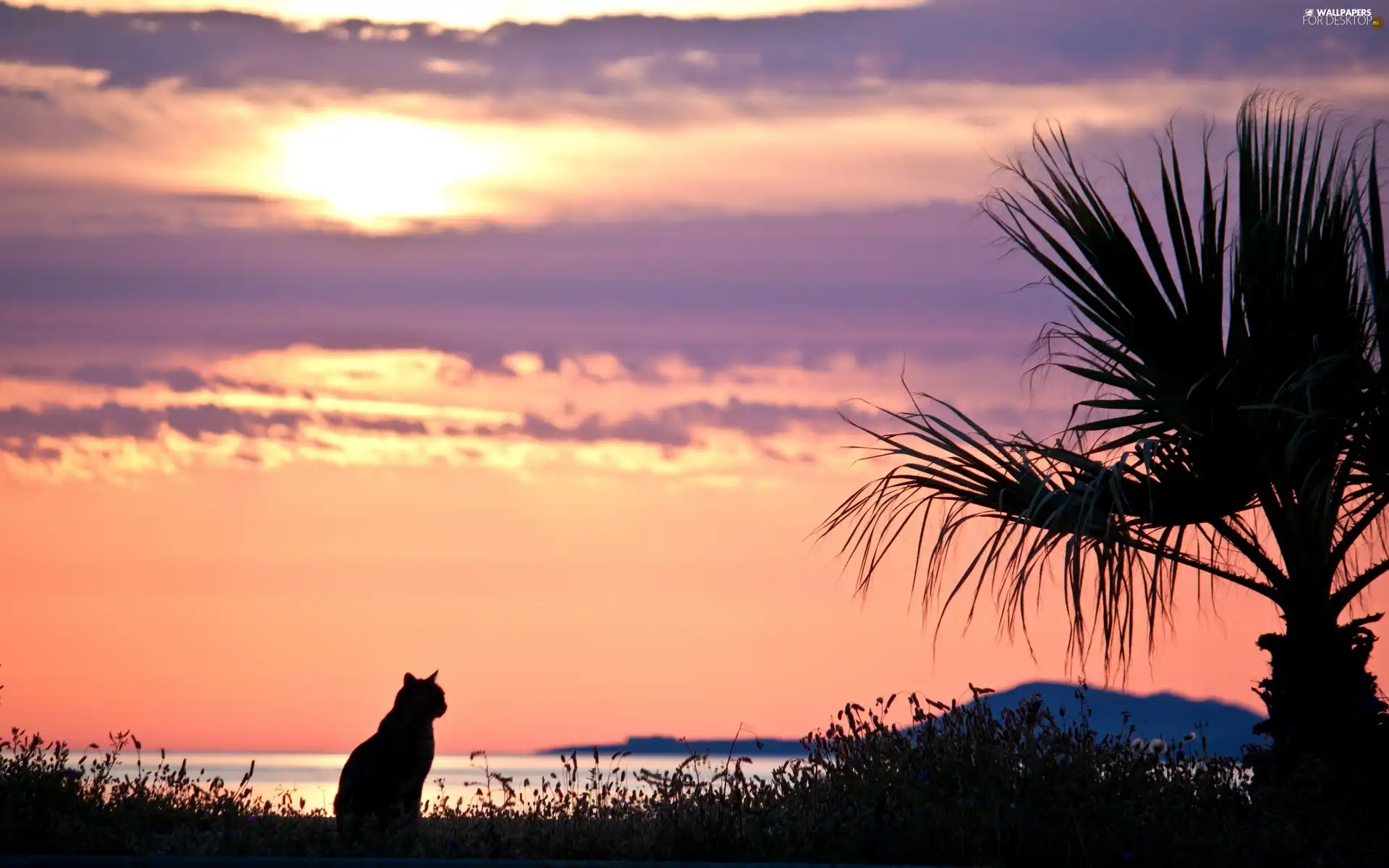 sun, cat, west