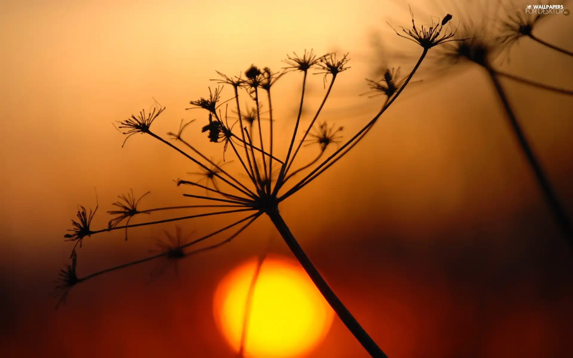 sun, Plants, west