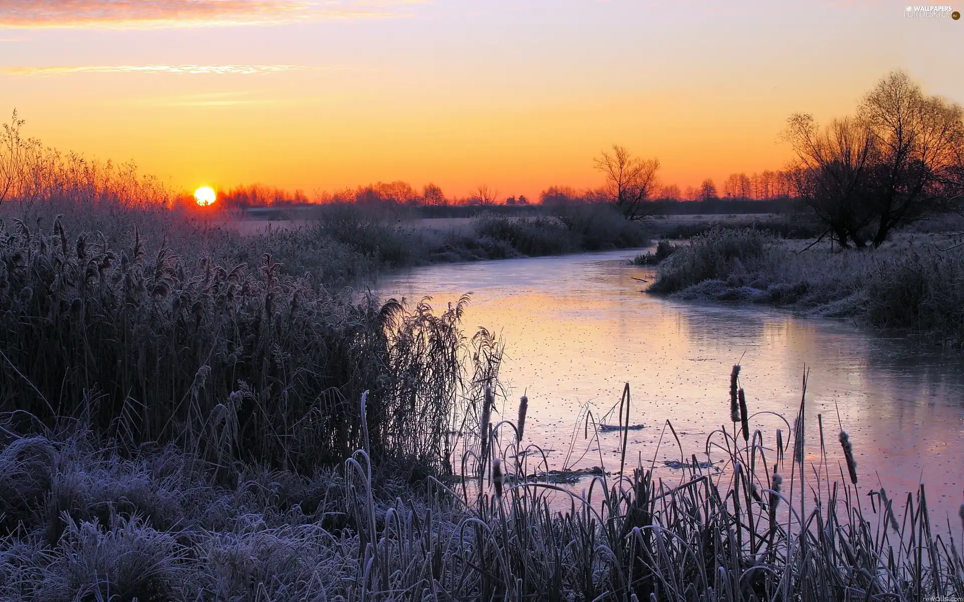 Bush, River, sun, winter, east, field